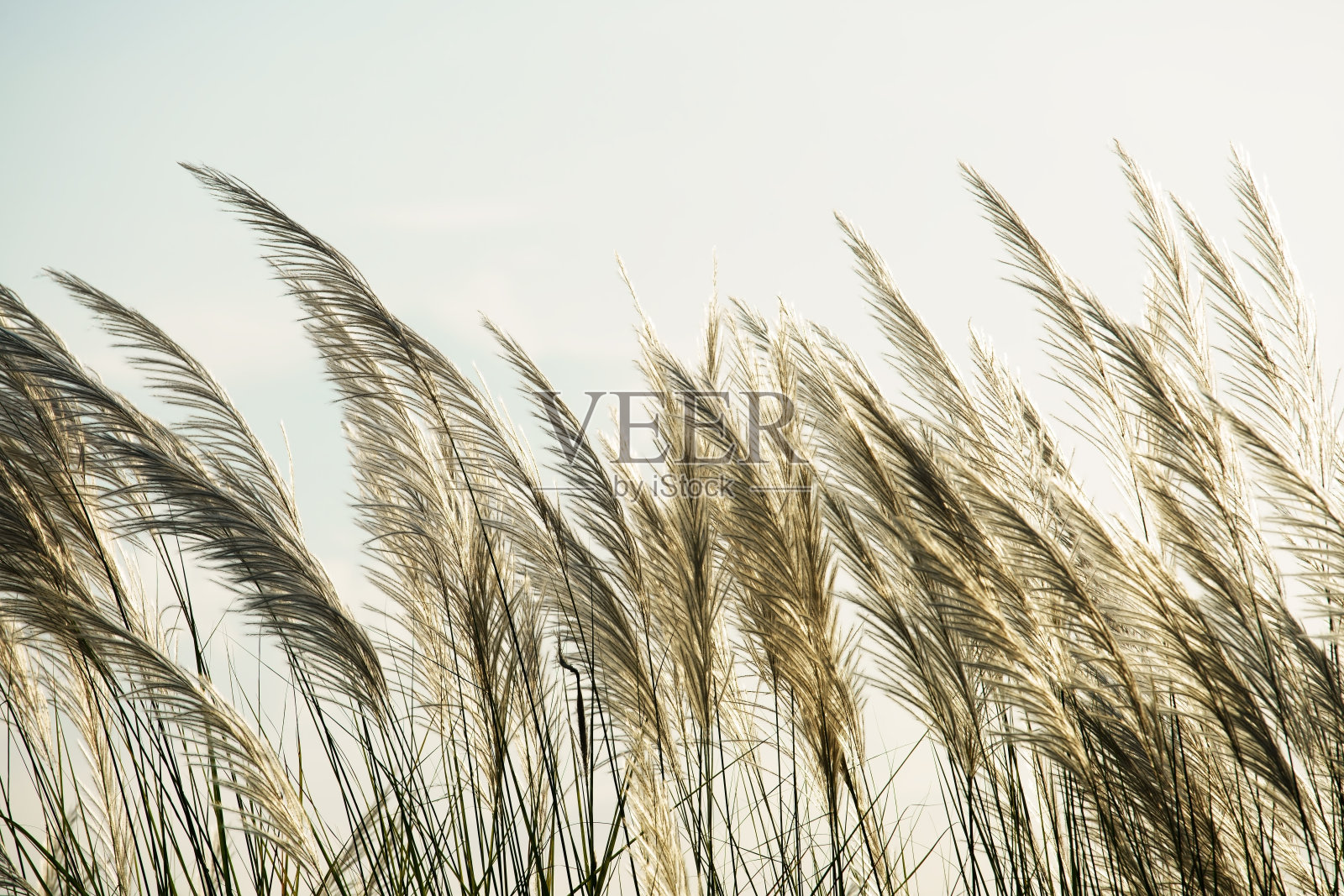 美丽高大的芦苇照片摄影图片