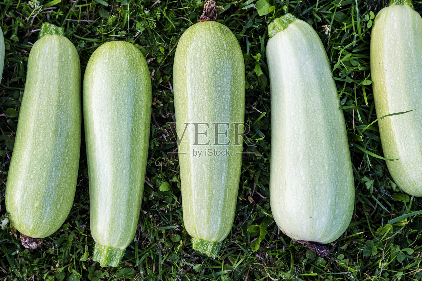 新鲜的西葫芦在绿草的背景特写。收获的季节。照片摄影图片
