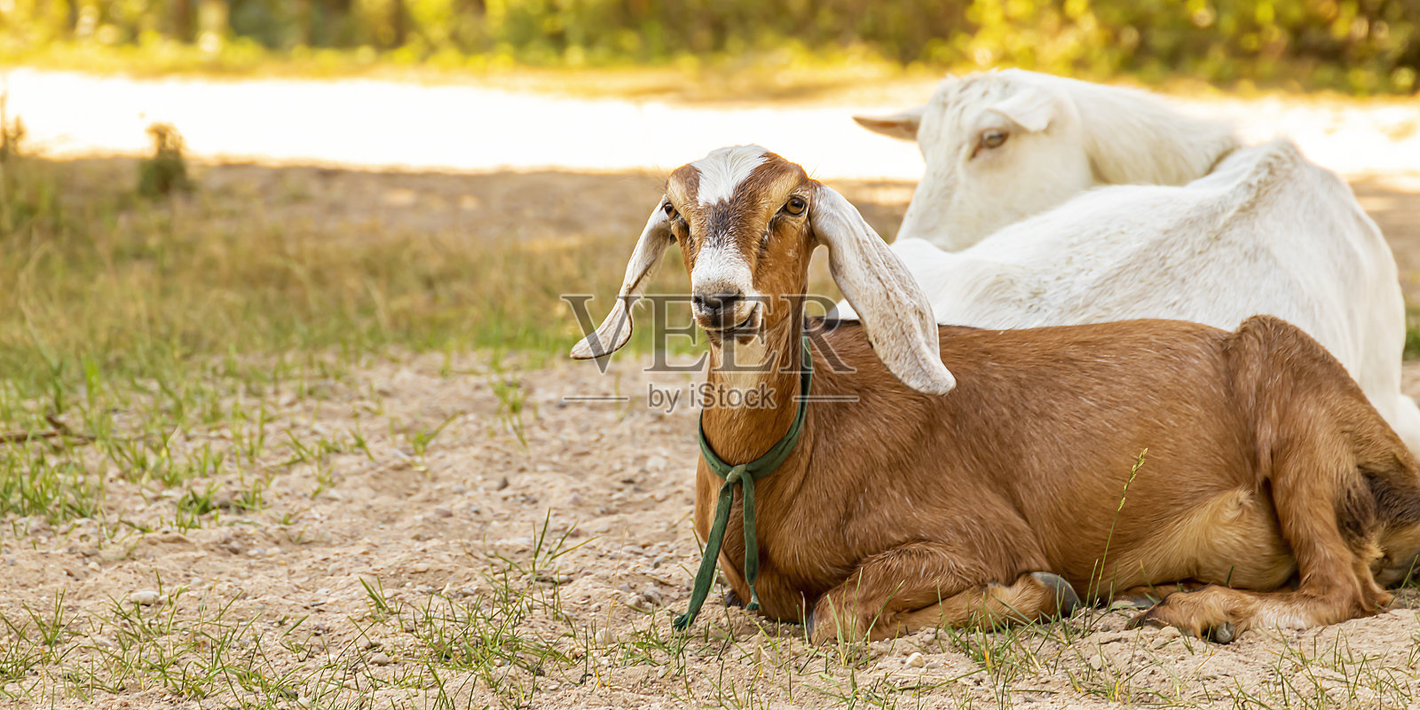 山羊躺在地上。夏天。照片摄影图片