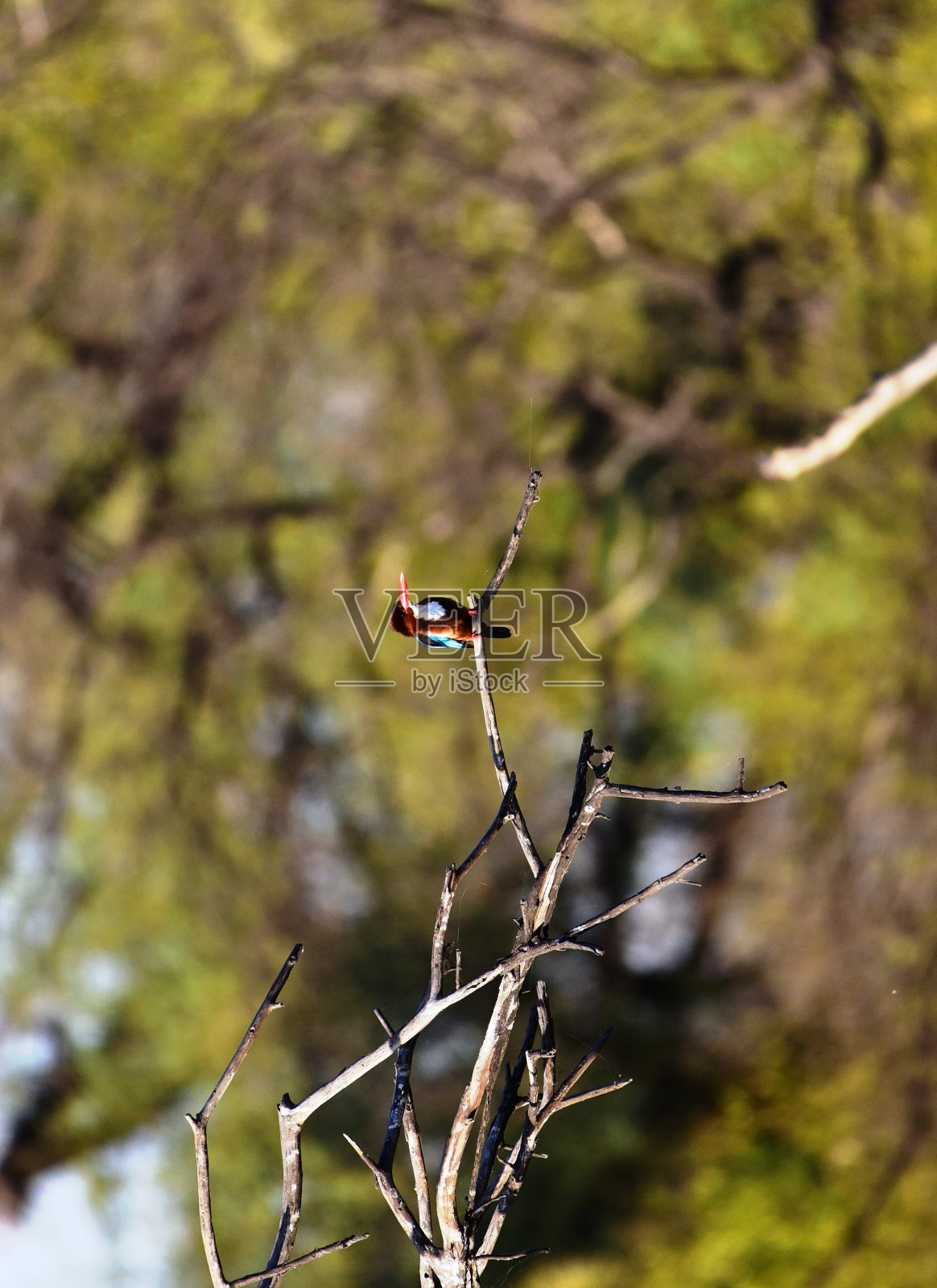 巴拉鸟类保护区照片摄影图片