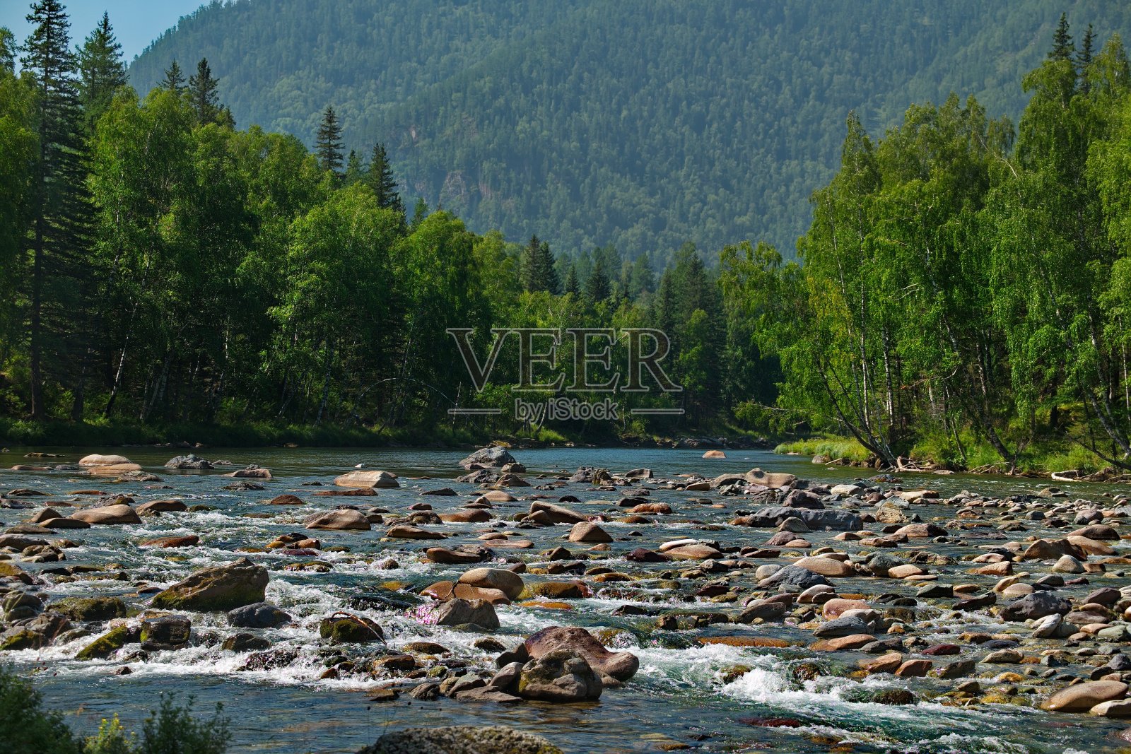 阿尔泰的湍急河流照片摄影图片