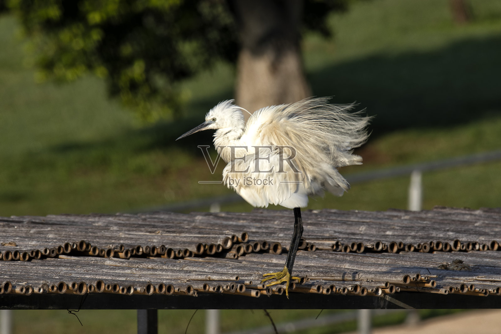 站在竹码头上清理羽毛的白色小鹭照片摄影图片