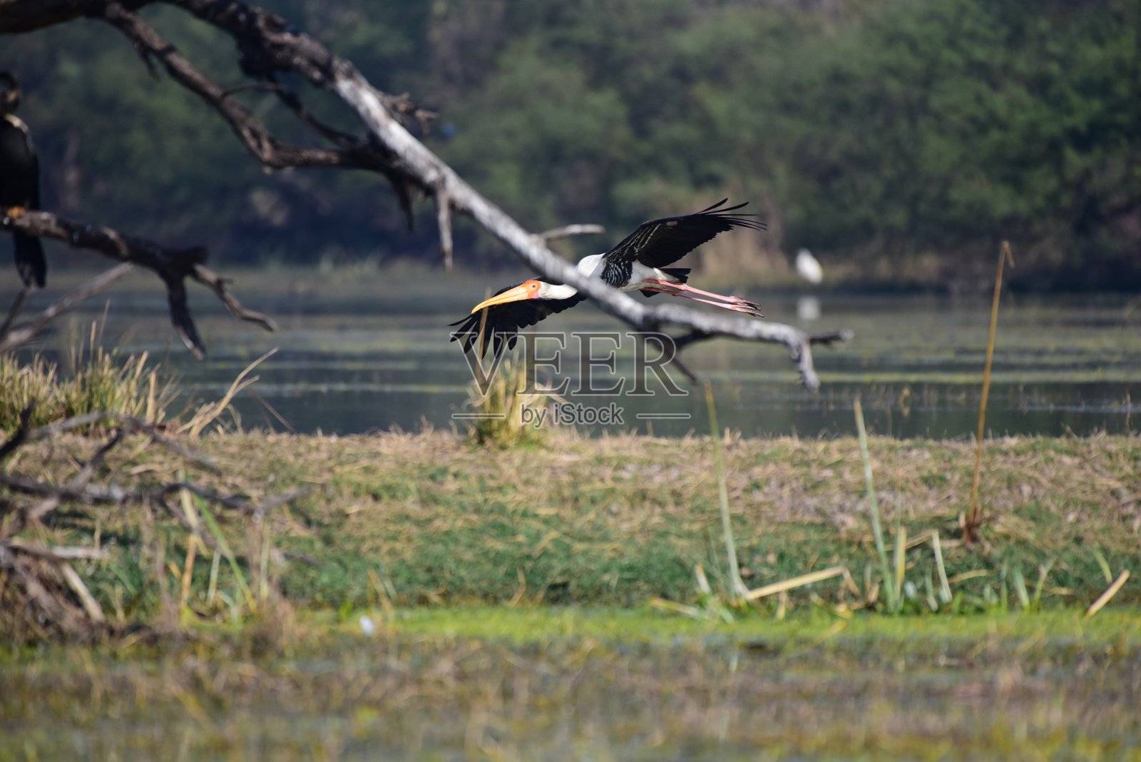巴拉鸟Sanctuary1照片摄影图片