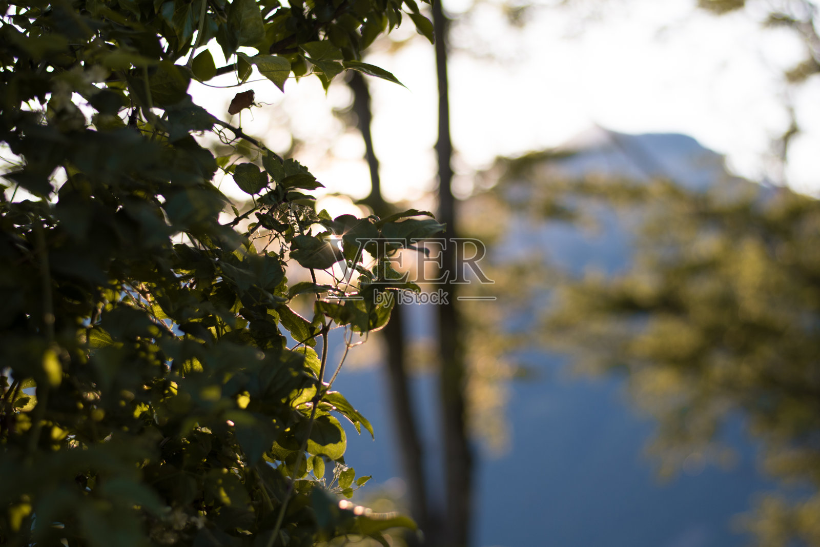森林中的太阳照片摄影图片