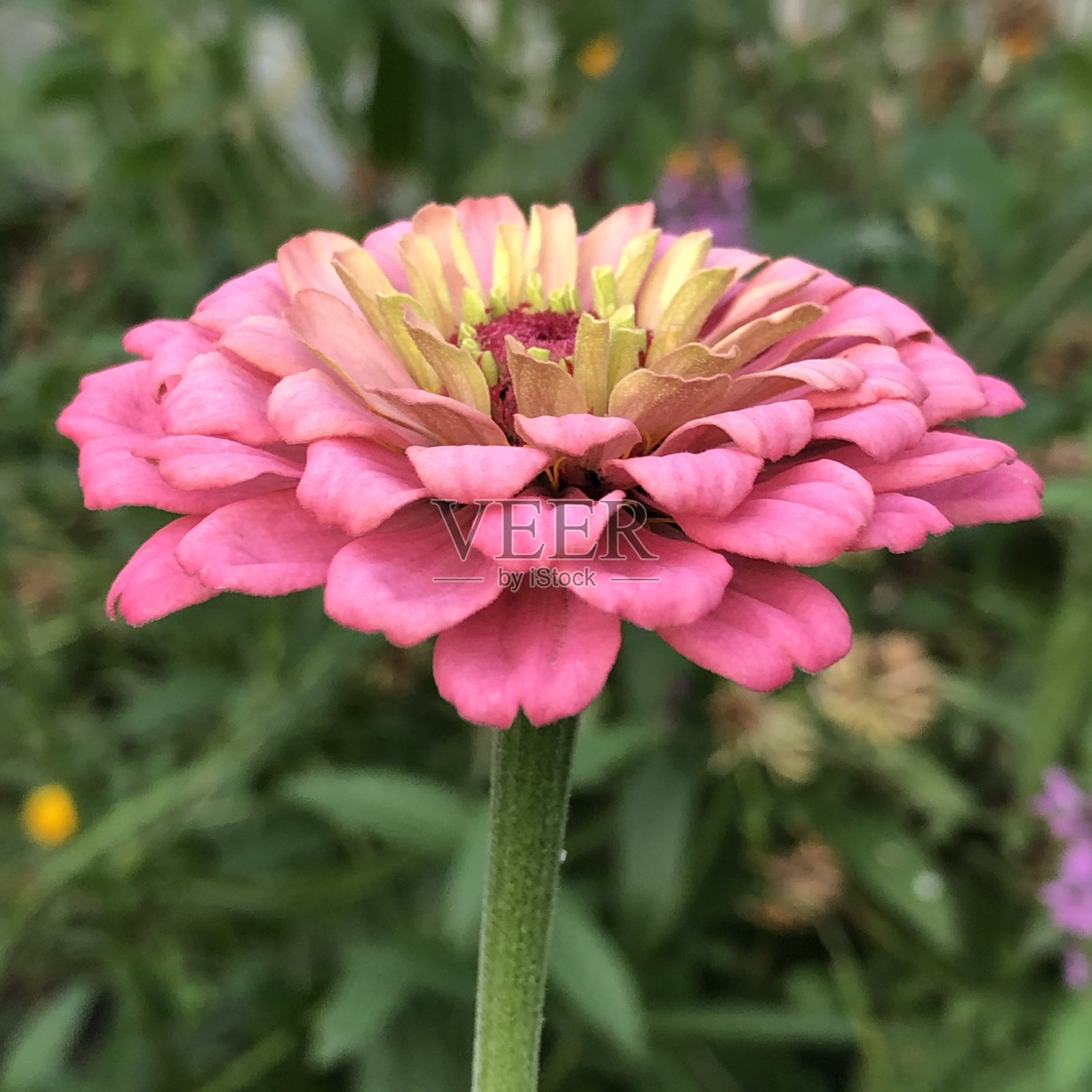 这是百日菊的花朵照片摄影图片