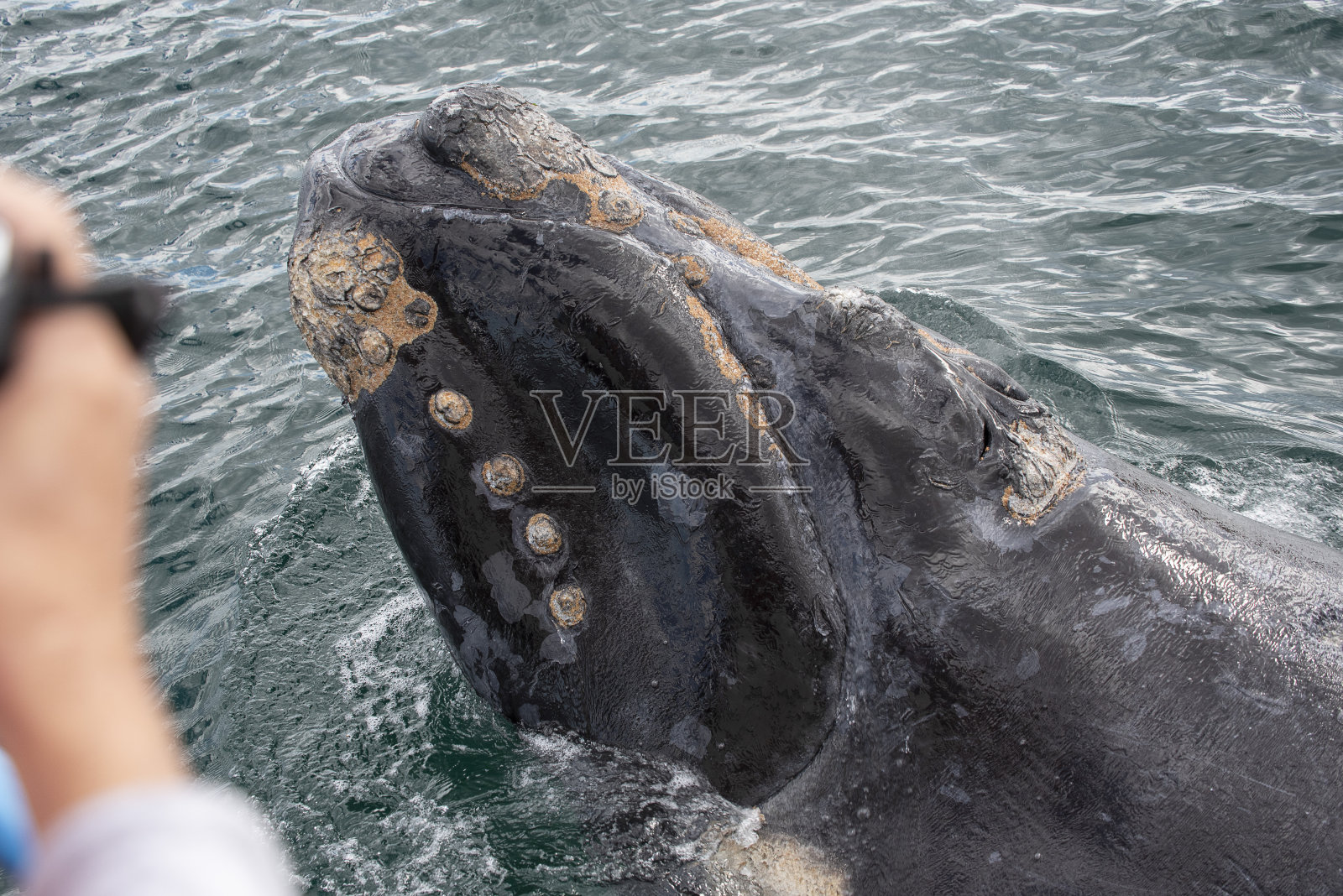 露脊鲸小腿照片摄影图片