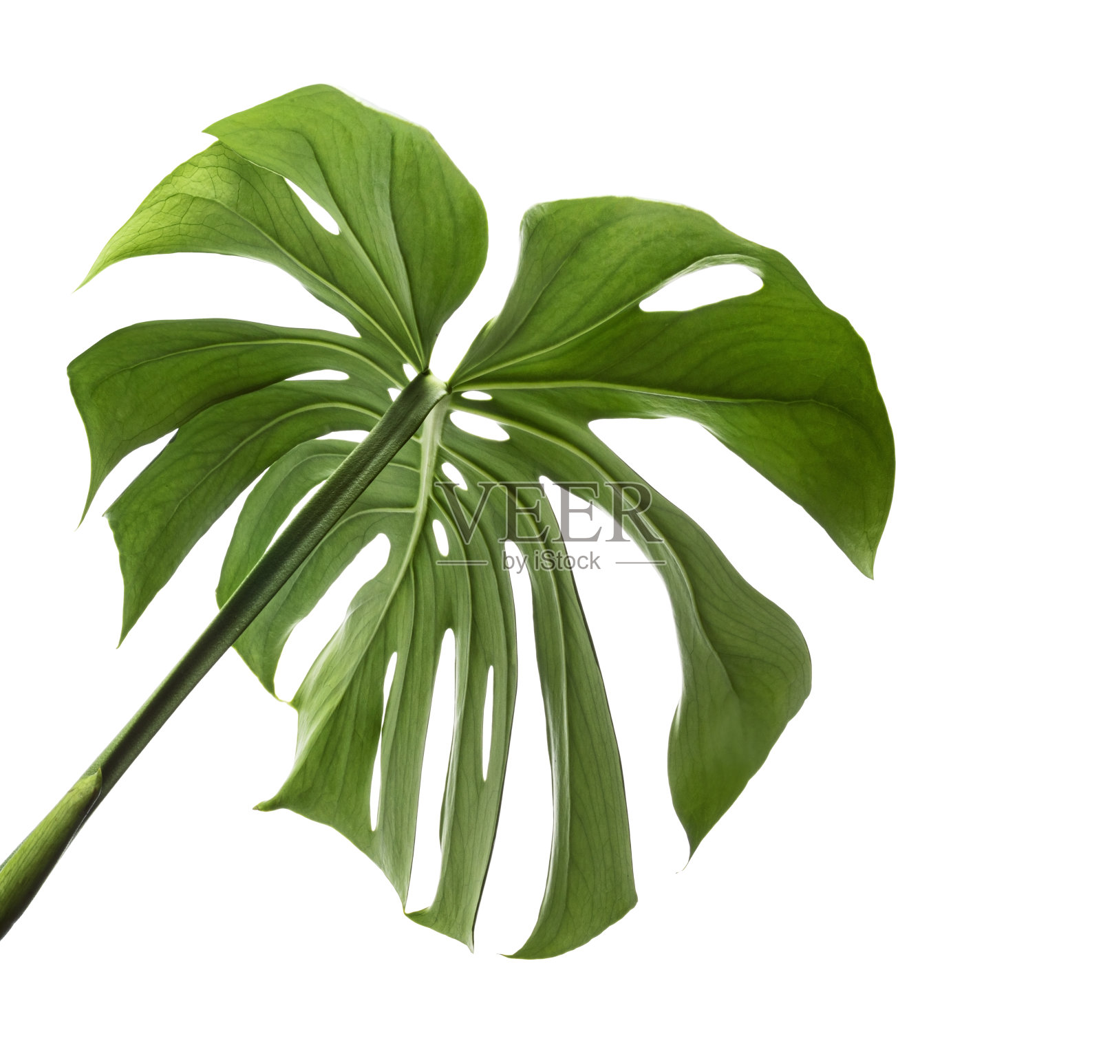 瑞士奶酪植物,孤立在白色背景上,有修剪路径照片摄影图片