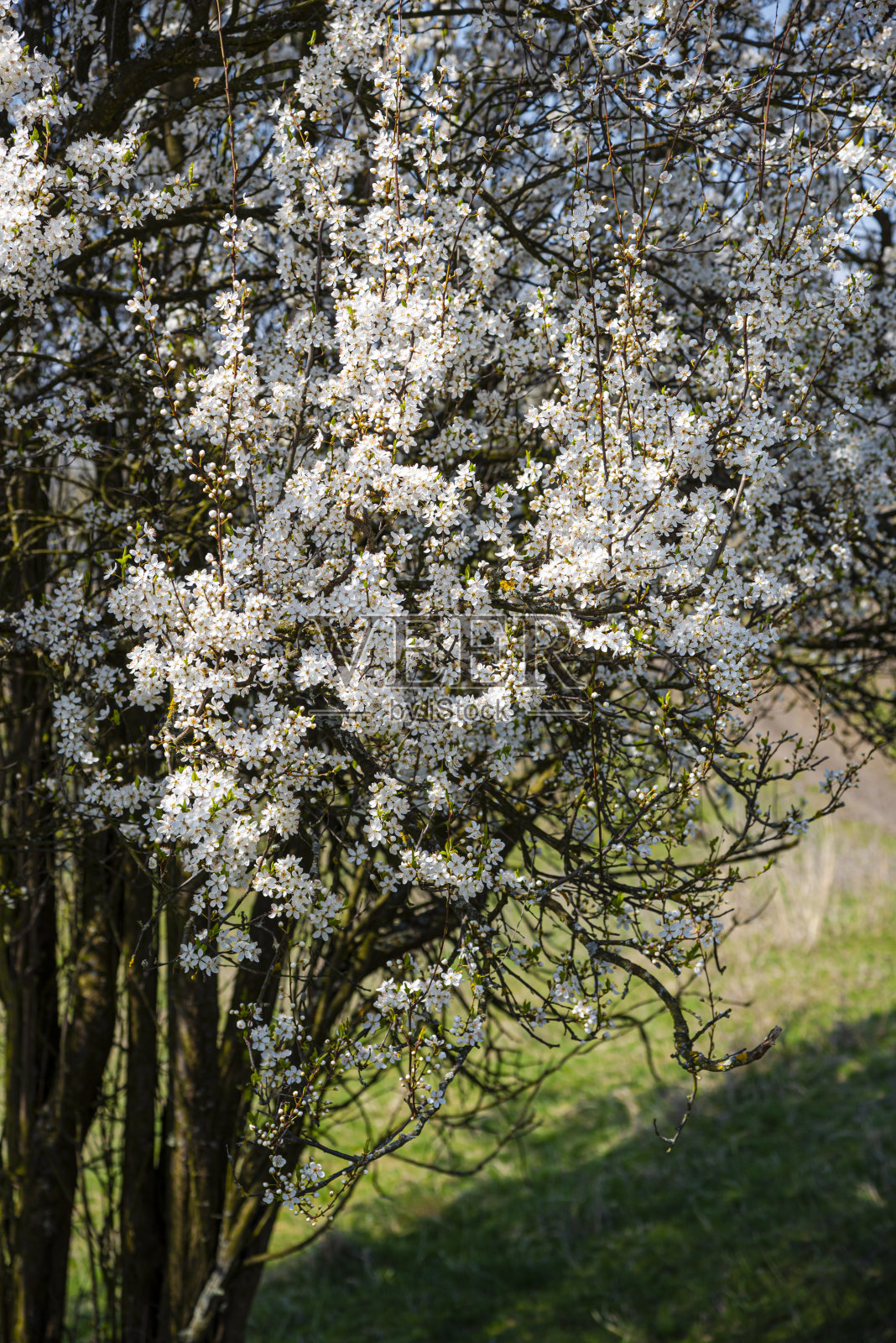 春天的观点照片摄影图片