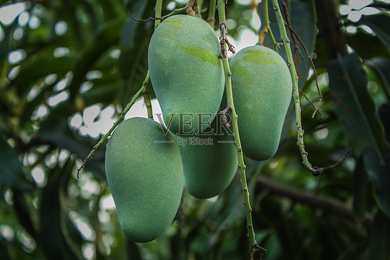 芒果照片摄影图片