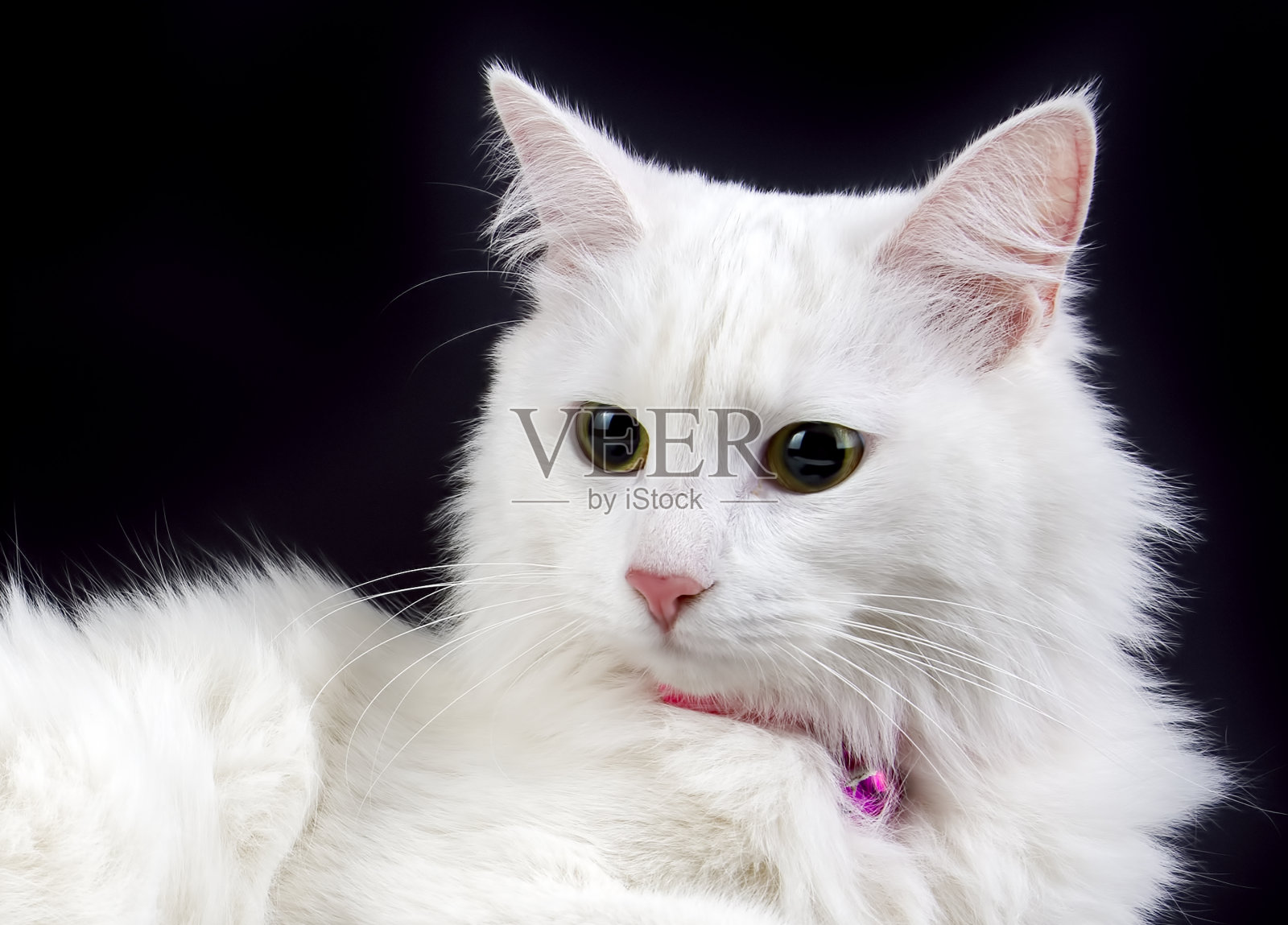 宠物动物;可爱的猫室内。家猫。照片摄影图片