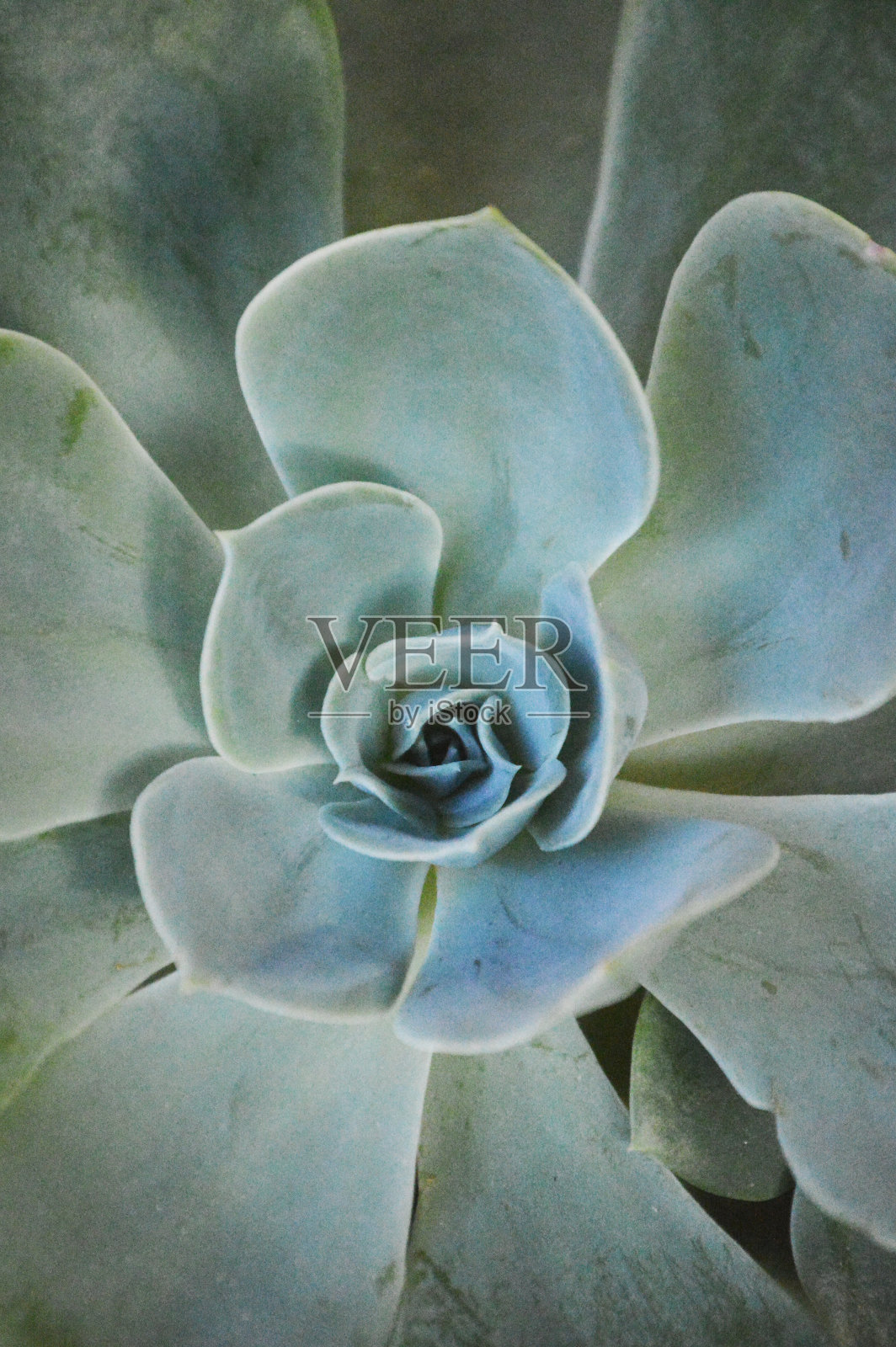 花照片摄影图片