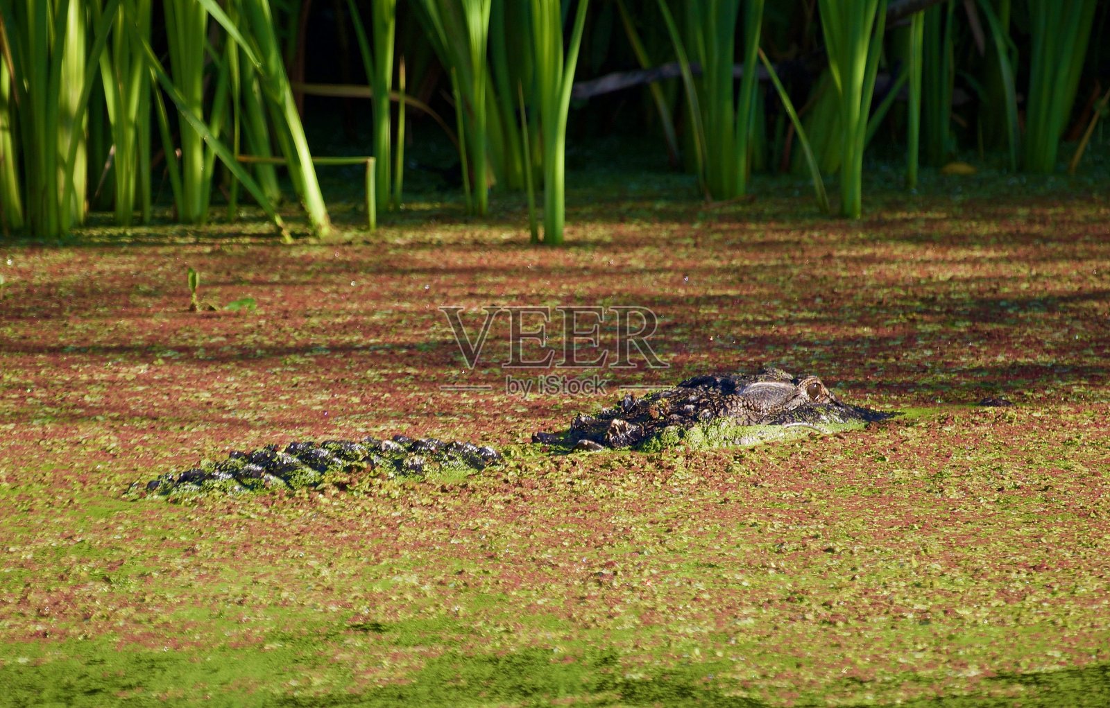 隐秘猎人照片摄影图片