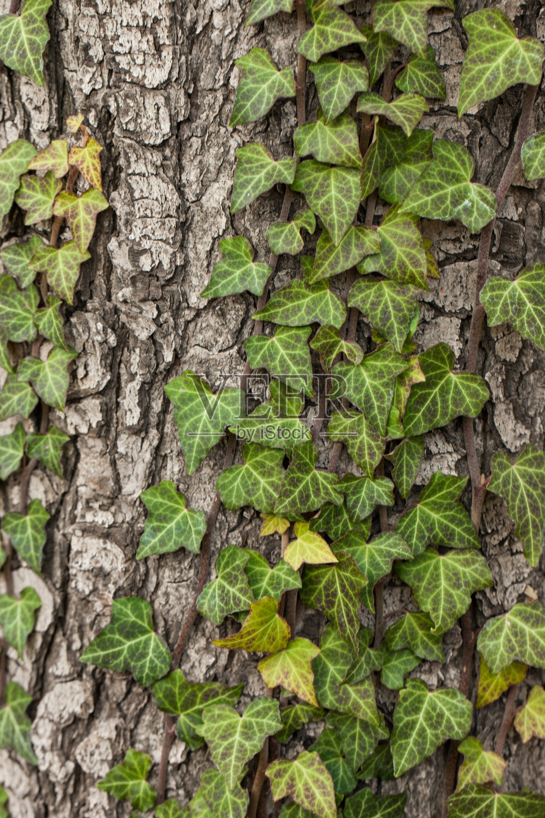 在一棵老树的树皮上编织常春藤。自然纹理,背景,特写。照片摄影图片