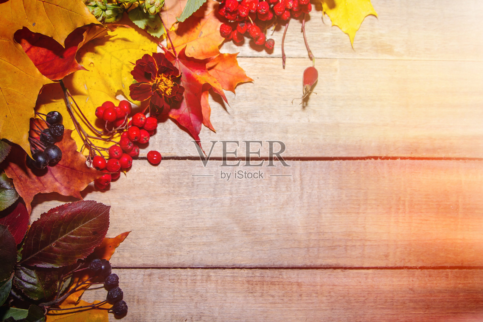 秋天的组成,树叶和浆果在一个轻木制的背景。照片摄影图片