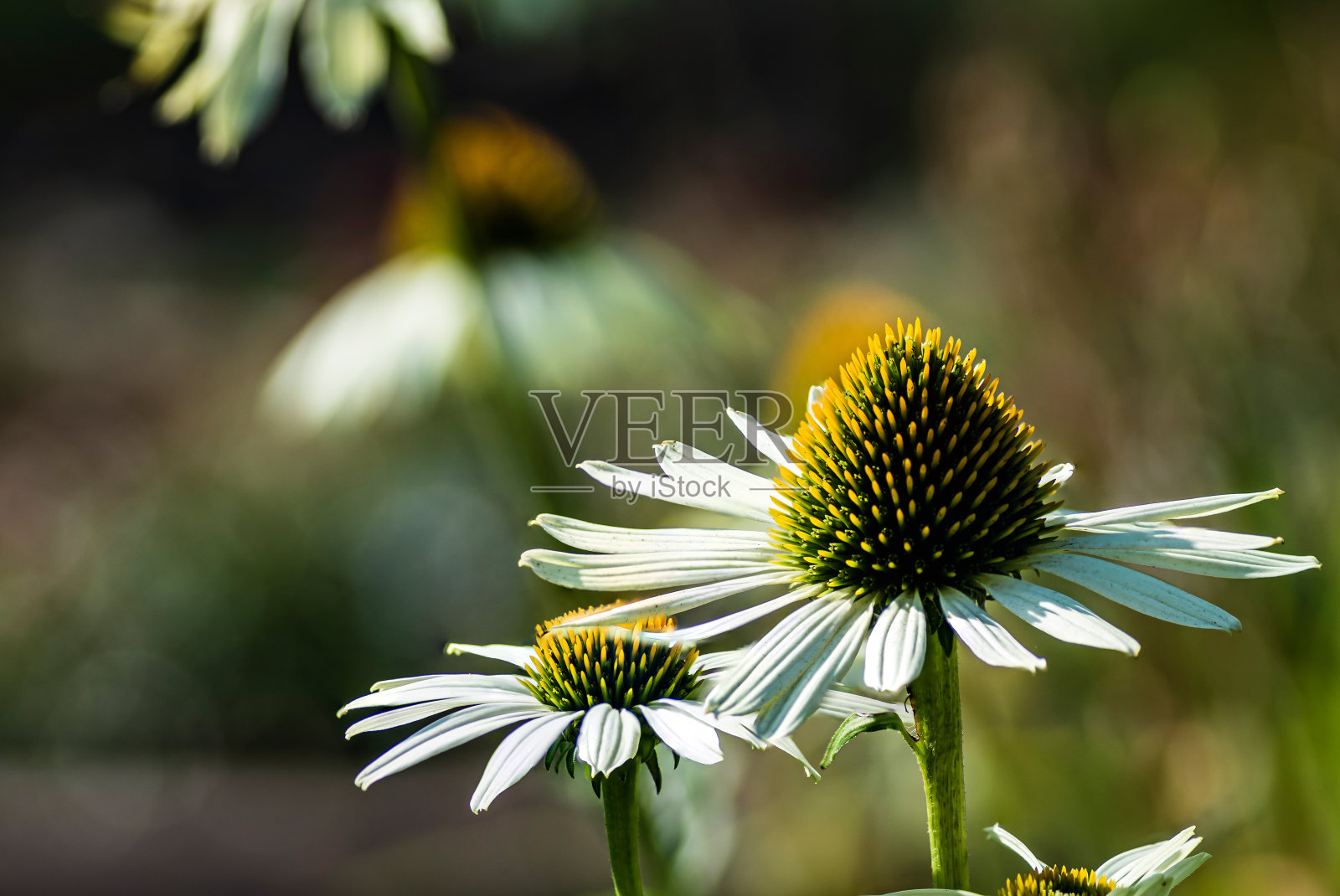 花选择照片摄影图片