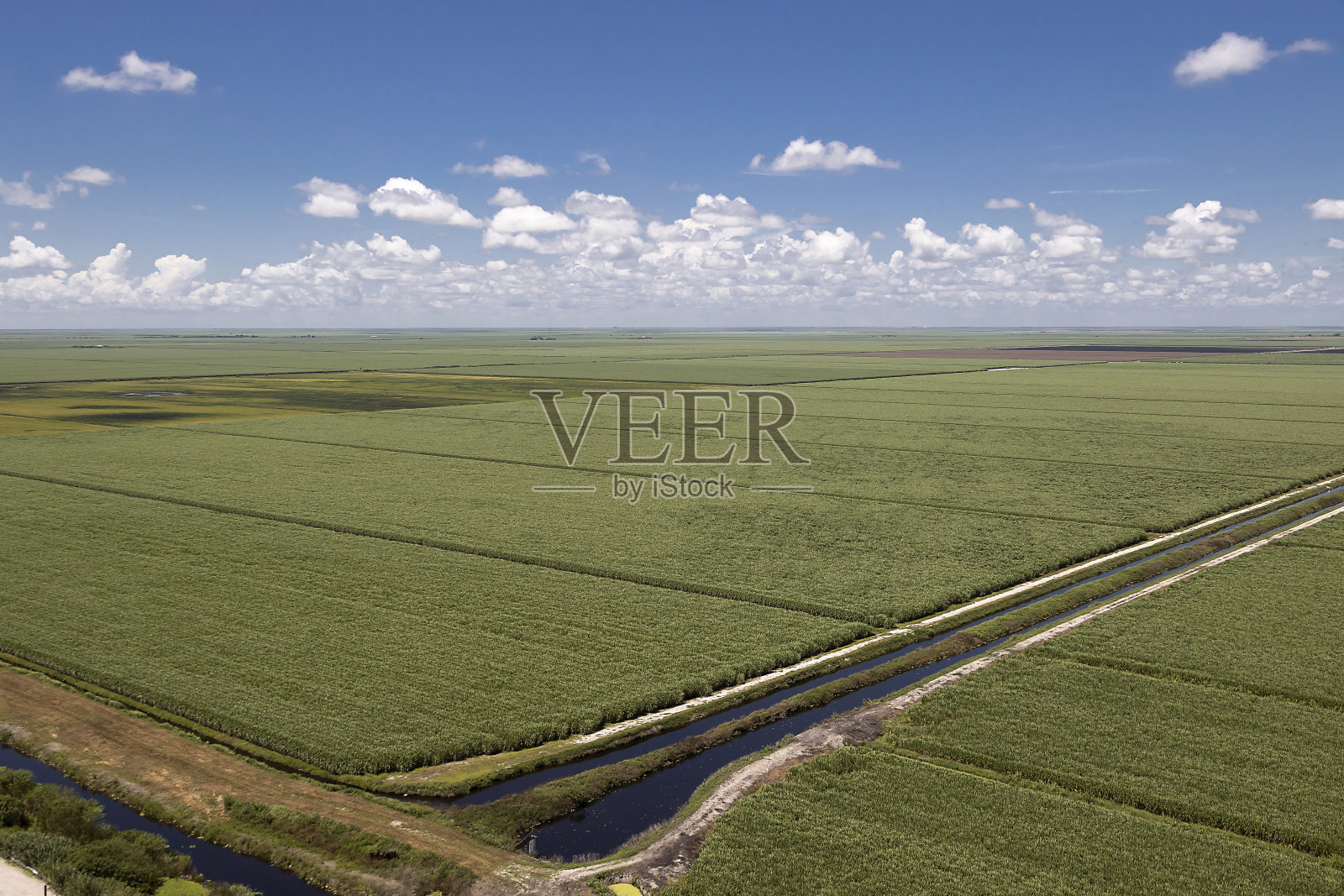 甘蔗领域照片摄影图片