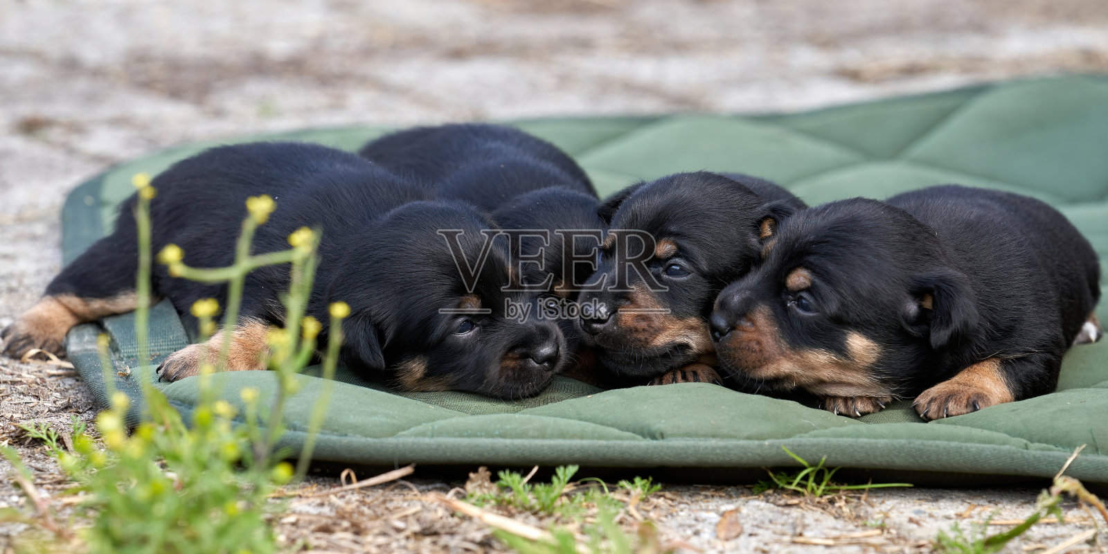 杰克罗素梗的小狗。特写肖像,躺在一块绿布上。横幅或覆盖照片摄影图片