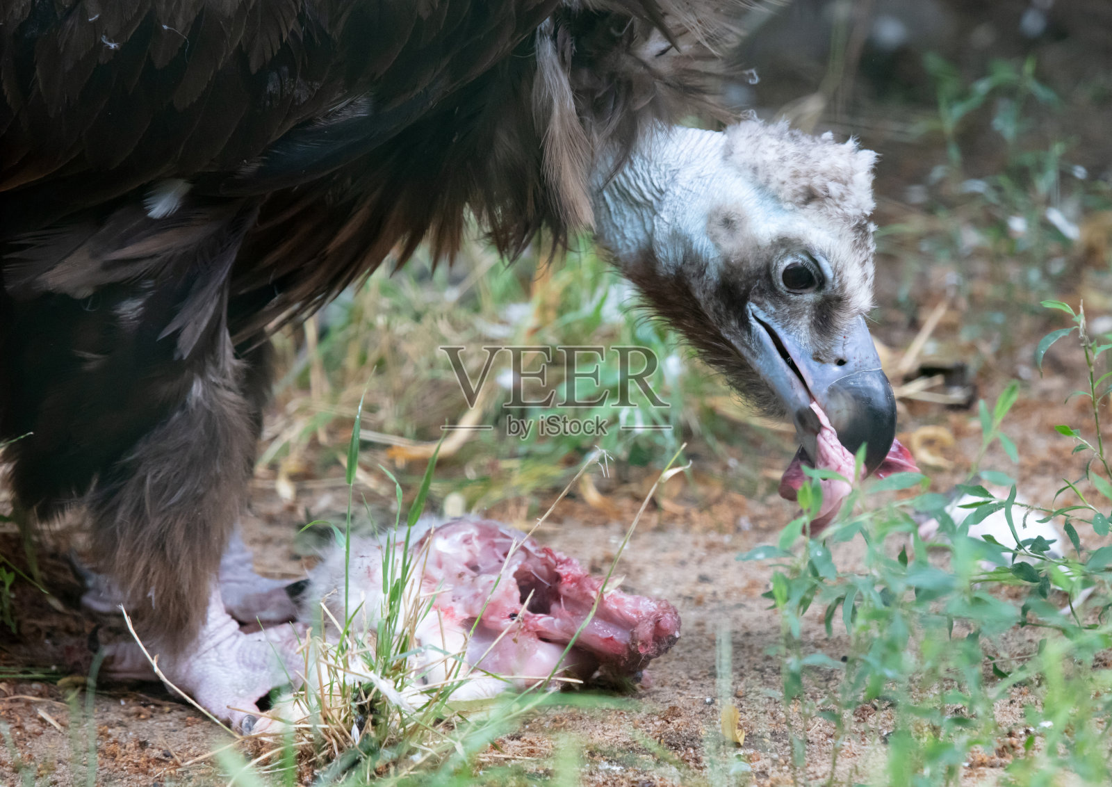大秃鹫吃着生肉,撕成碎片照片摄影图片