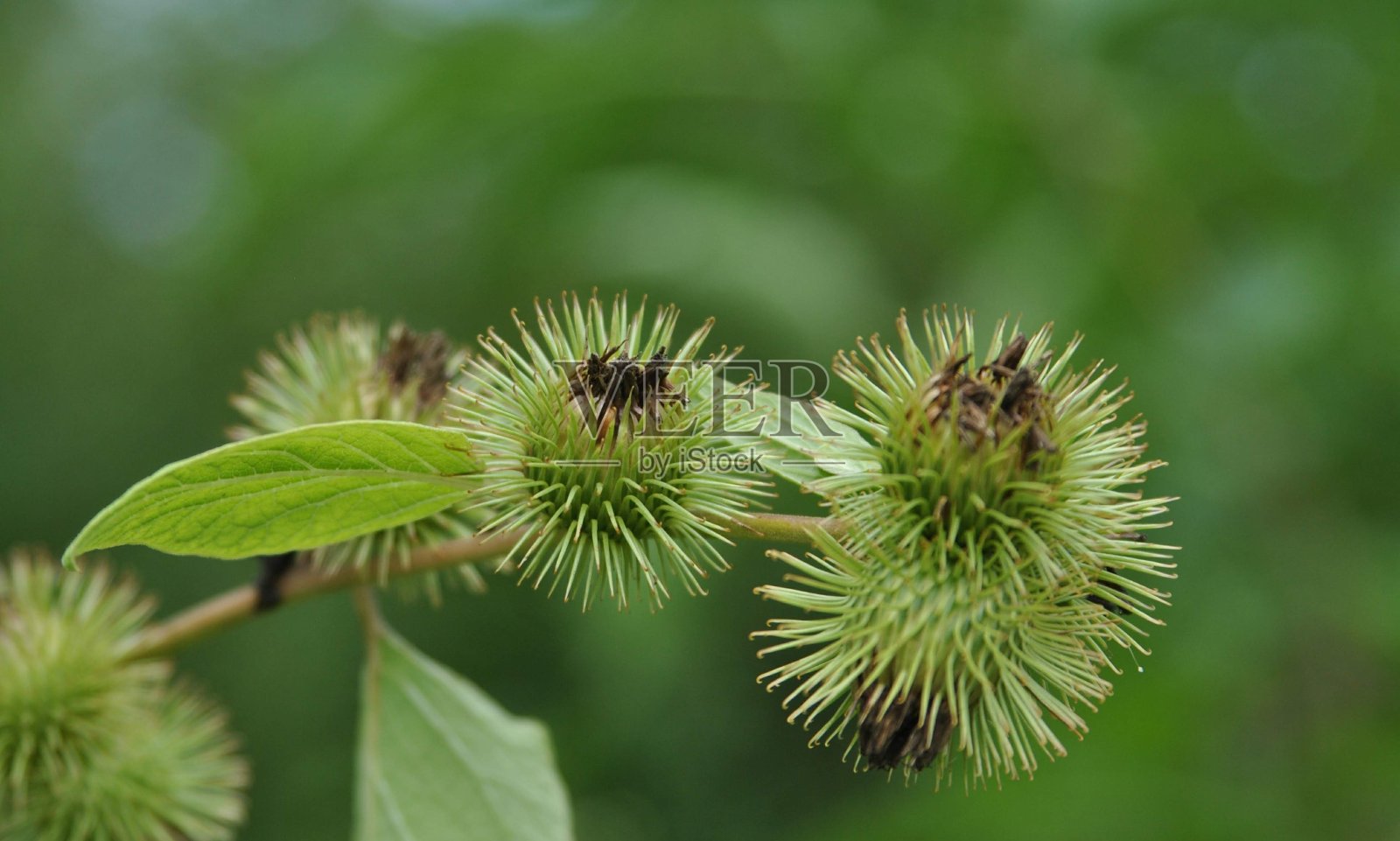蓟照片摄影图片