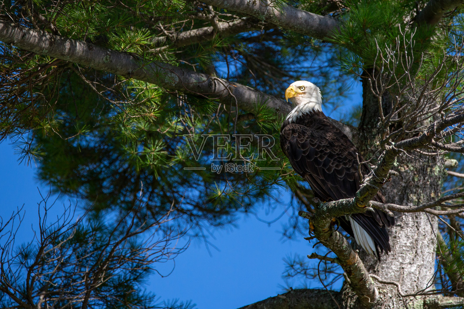 在威斯康星州北部的彩虹流,栖息在树枝上寻找鱼的秃鹰(白头秃鹰)照片摄影图片