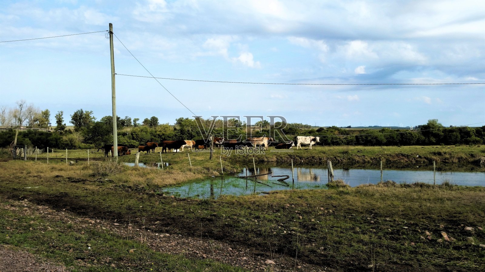 牛群在小湖边的田野里吃草照片摄影图片