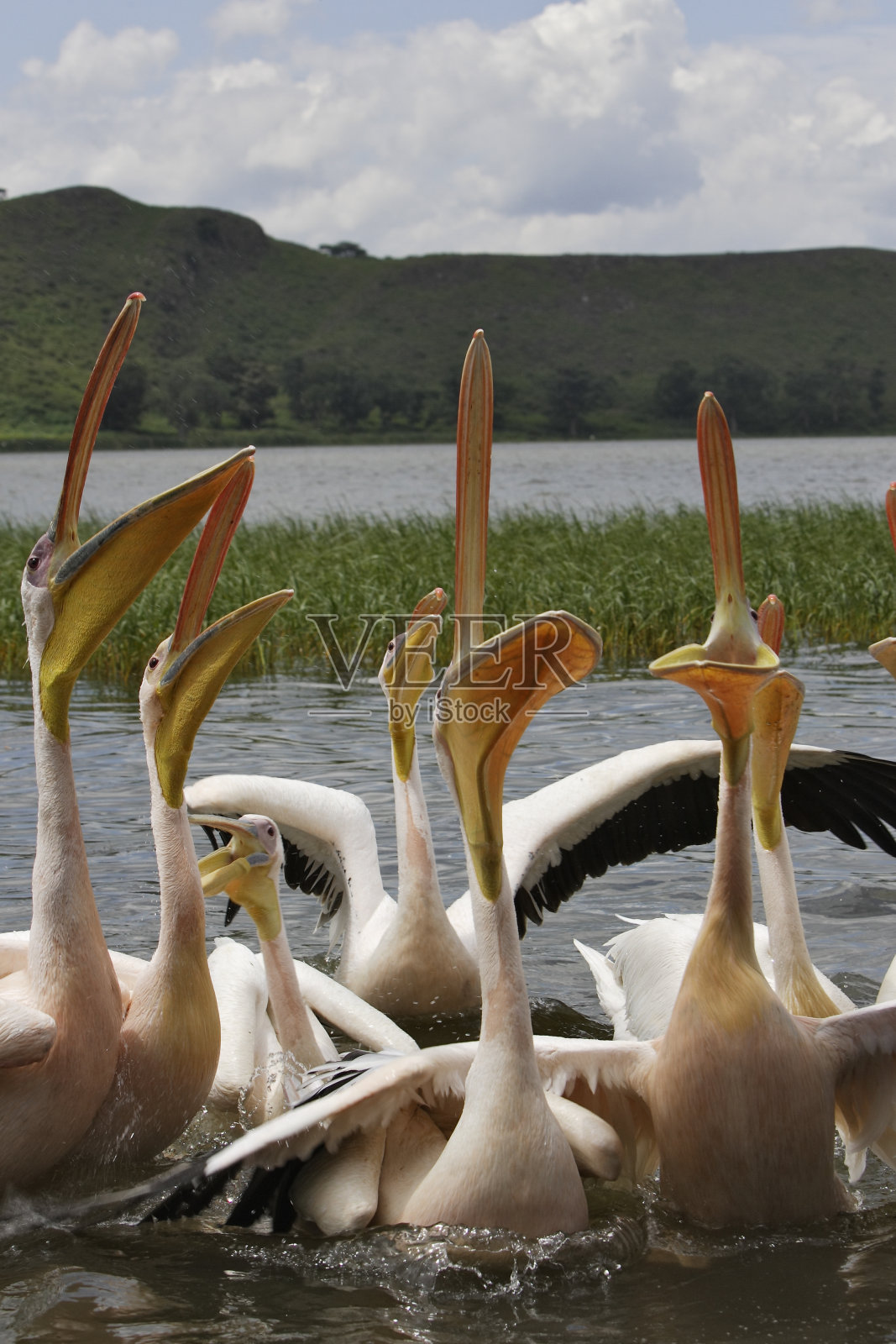 鹈鹕照片摄影图片