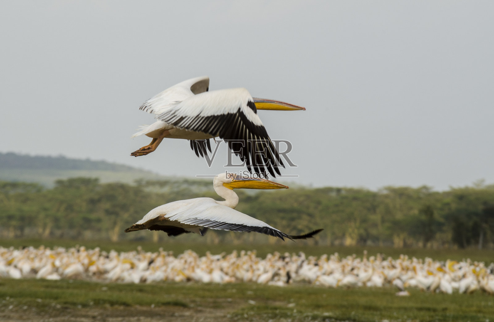 鹈鹕照片摄影图片