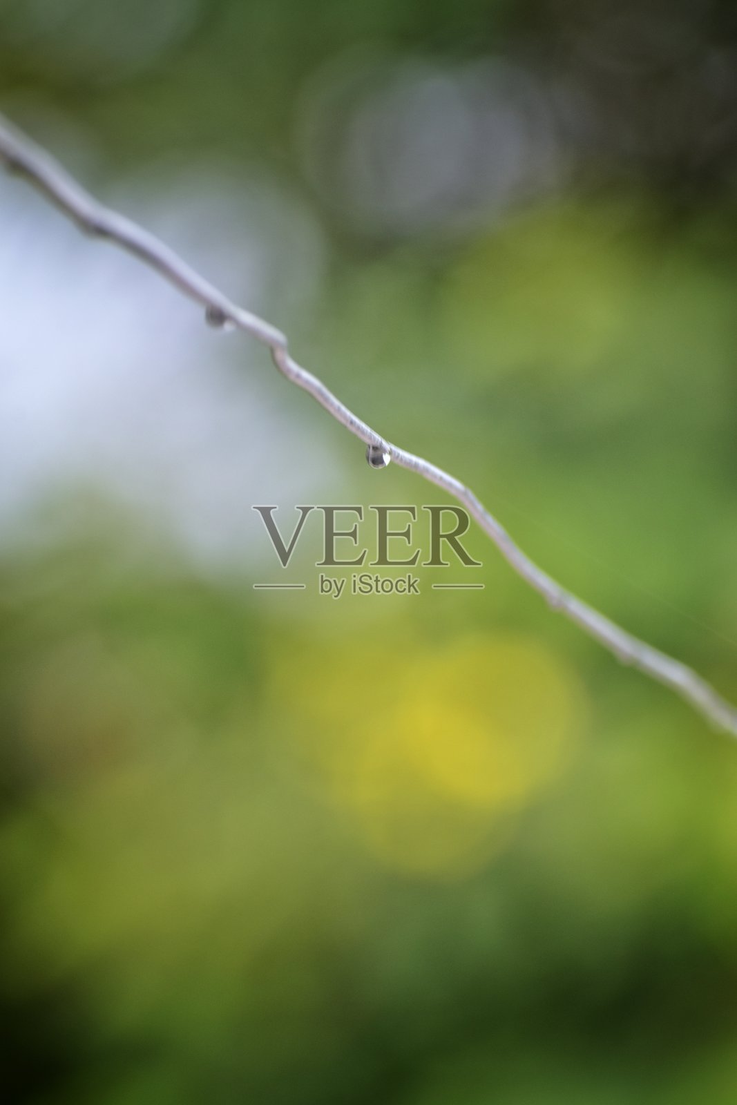 水滴挂照片摄影图片