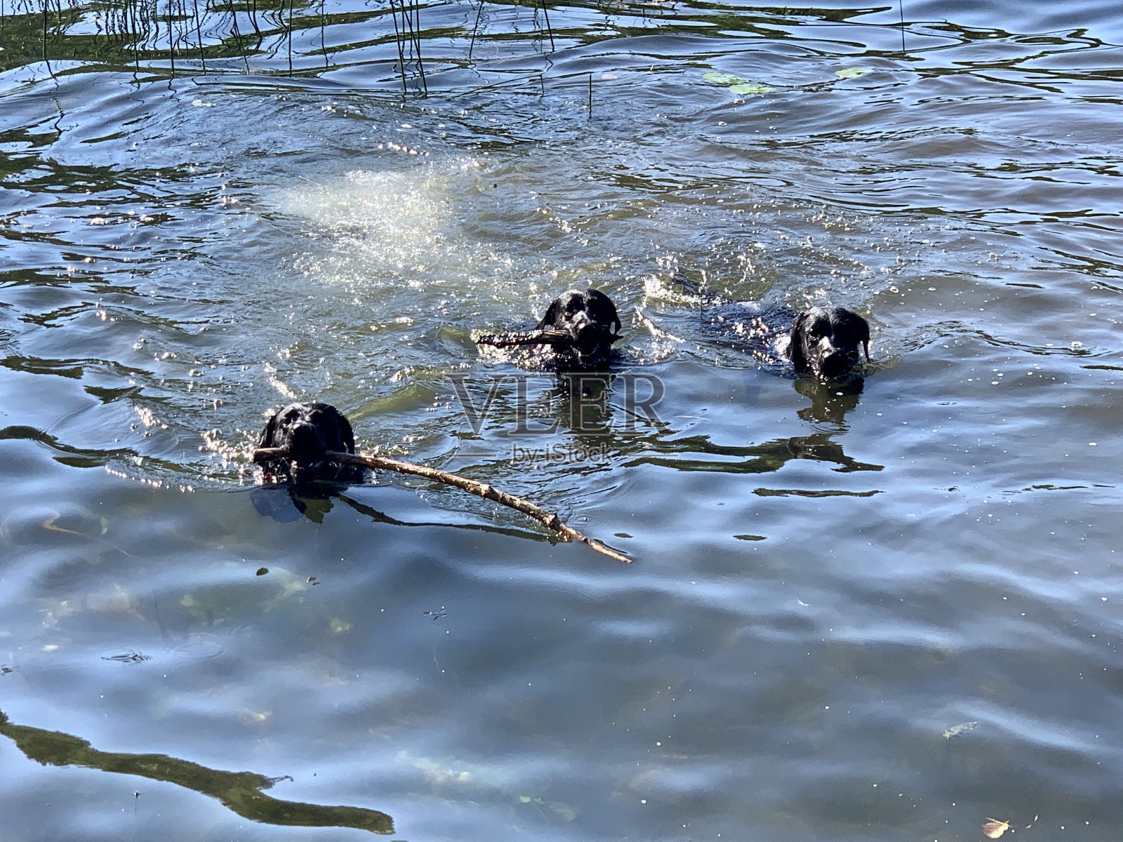 博胡斯伦照片摄影图片