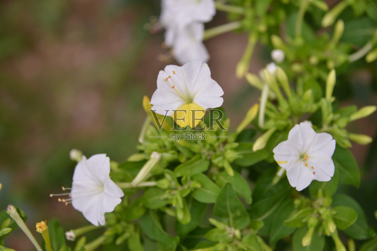 希腊雅典之旅照片摄影图片