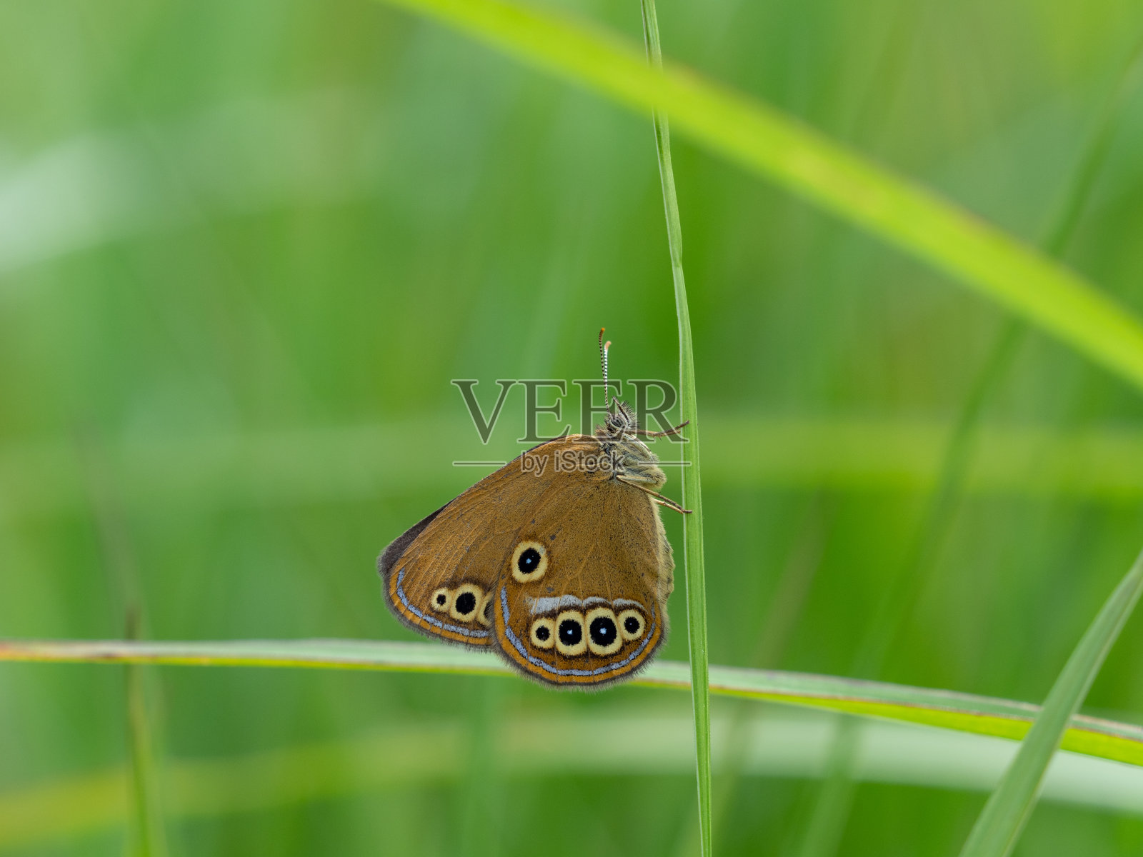 科诺尼姆法 · 奥迪普斯照片摄影图片