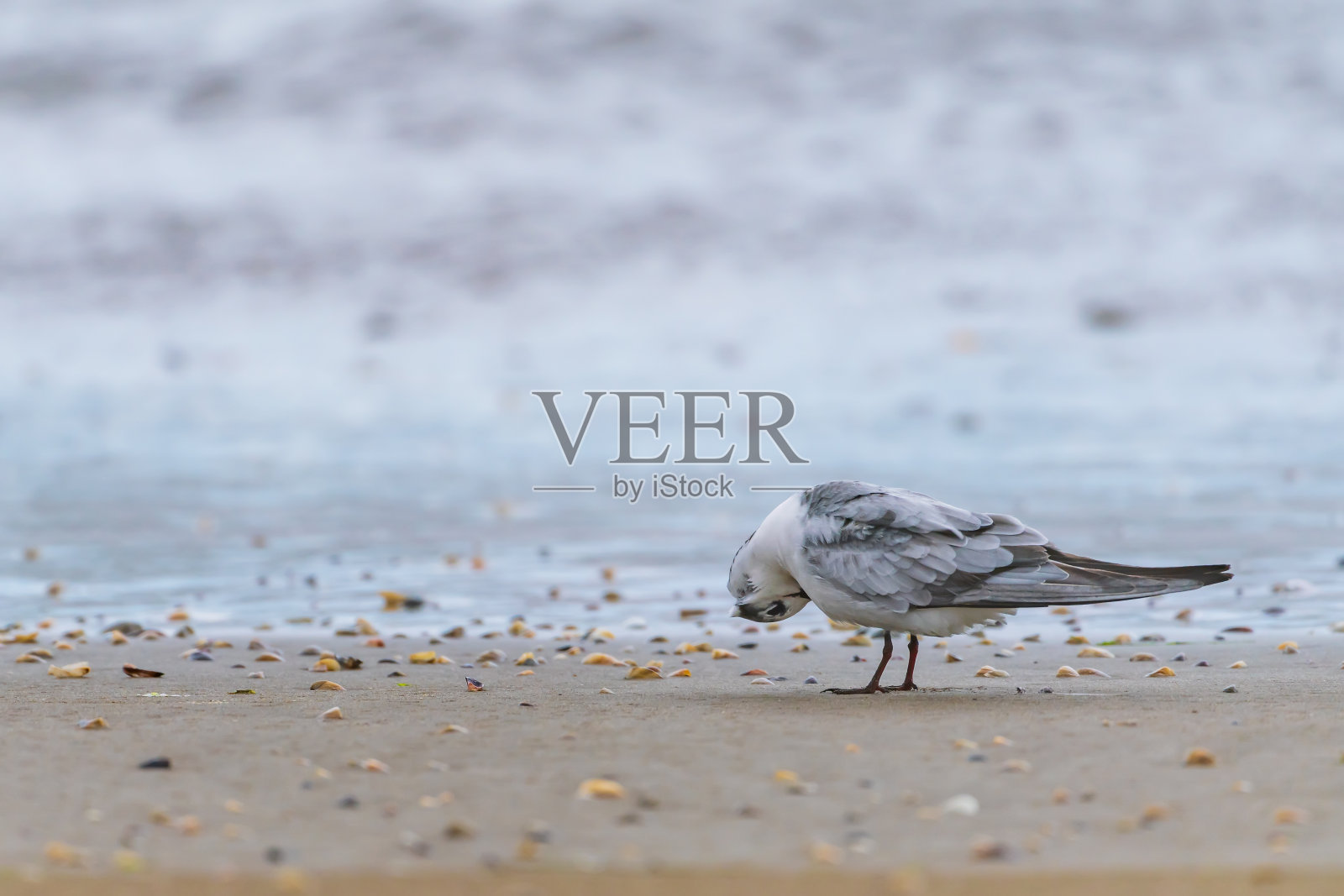 海边的大海鸥照片摄影图片