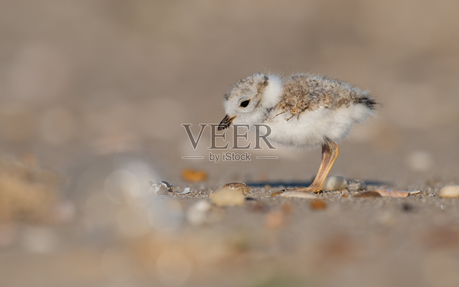 笛珩照片摄影图片