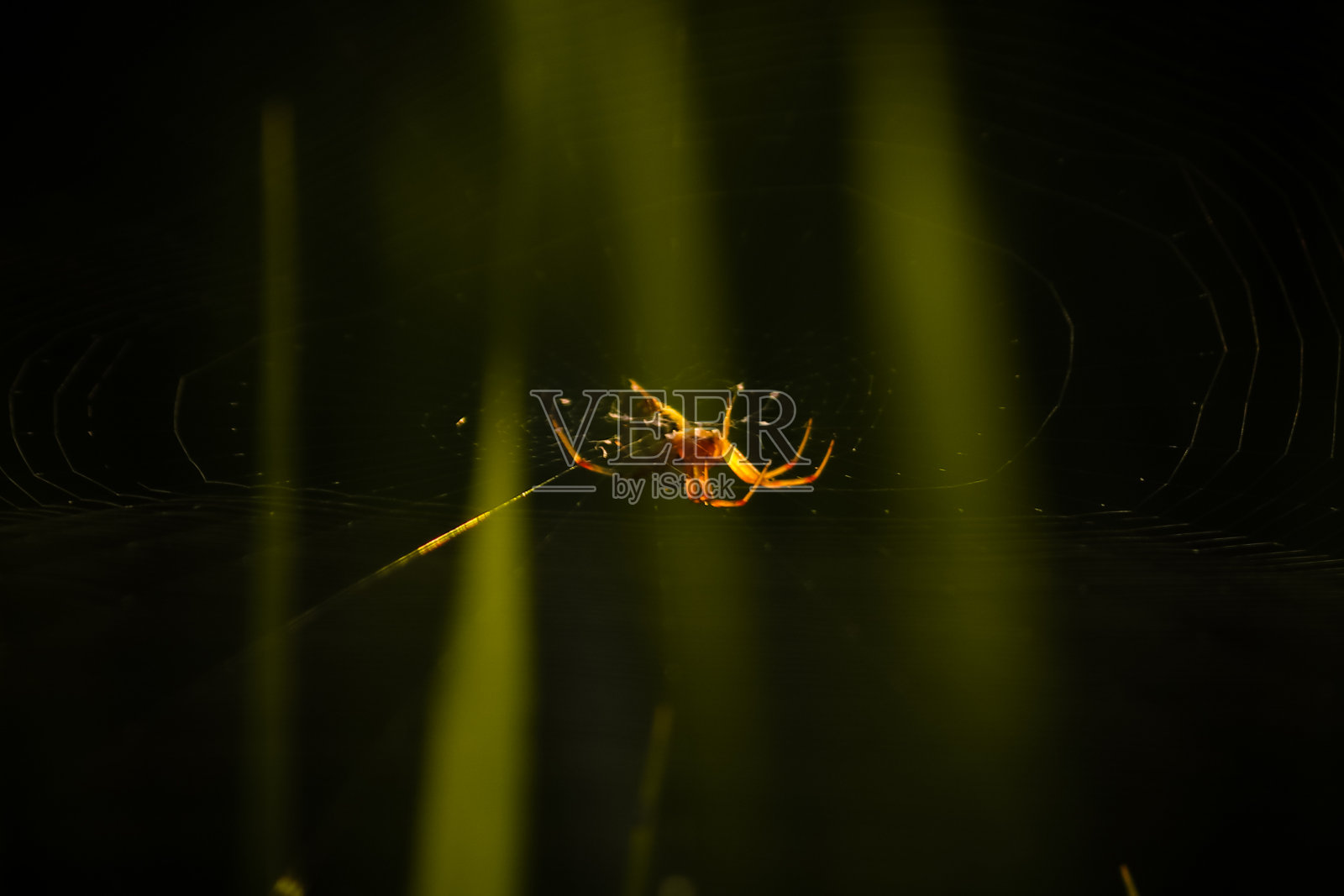 小蜘蛛侠照片摄影图片