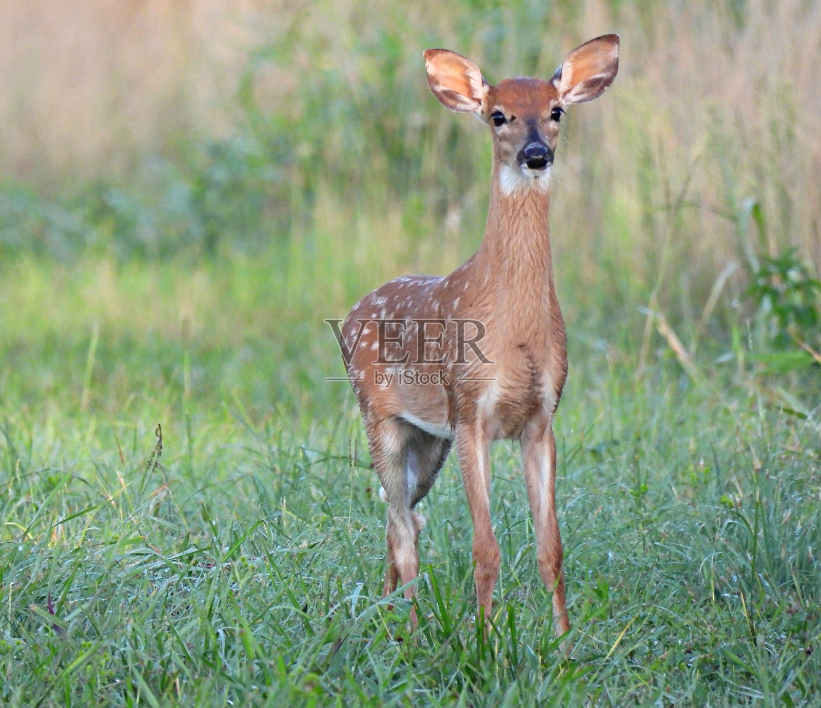 生活在佛罗里达湿地的白尾小鹿照片摄影图片