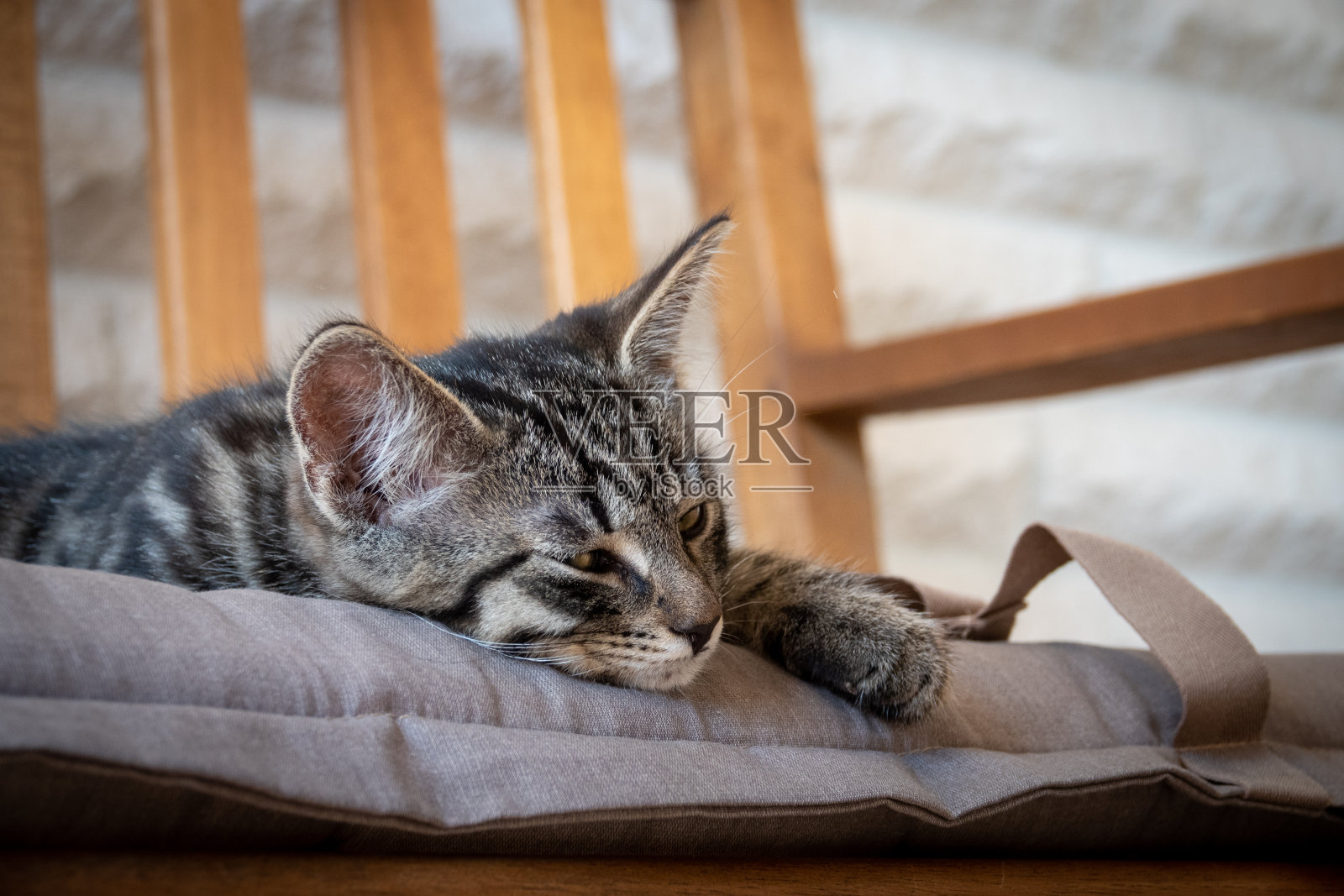 灰色条纹的欧洲短毛猫舒服地躺在长凳上照片摄影图片