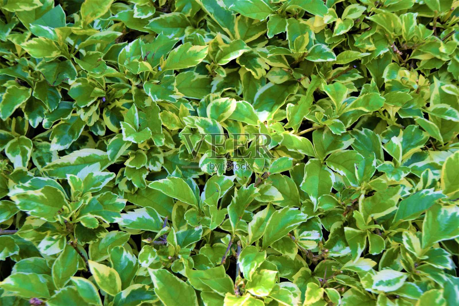 郁郁葱葱的绿叶细节照片摄影图片