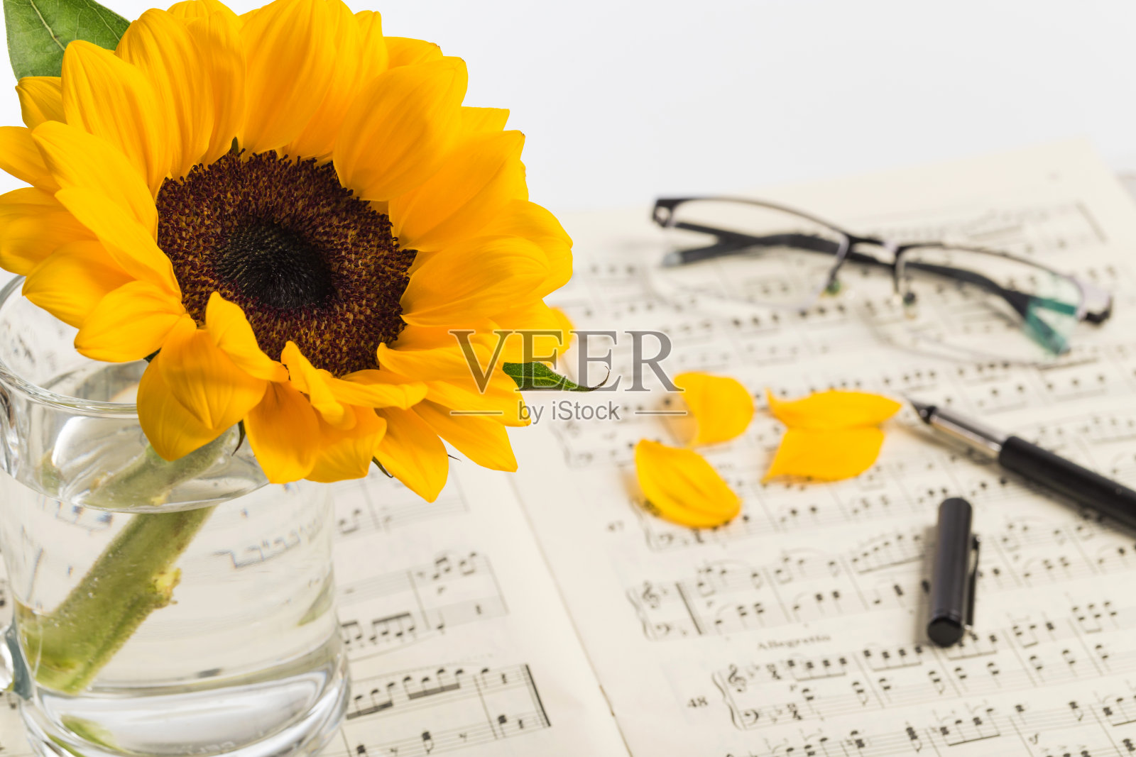 向日葵上的乐谱照片摄影图片