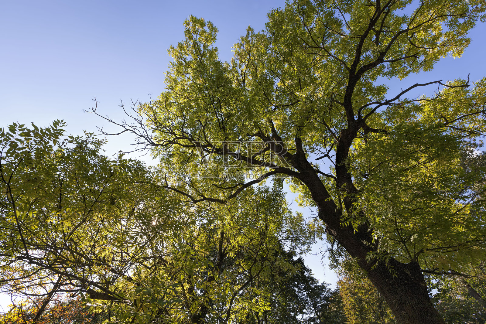 森林里的落叶树秋色缤纷照片摄影图片