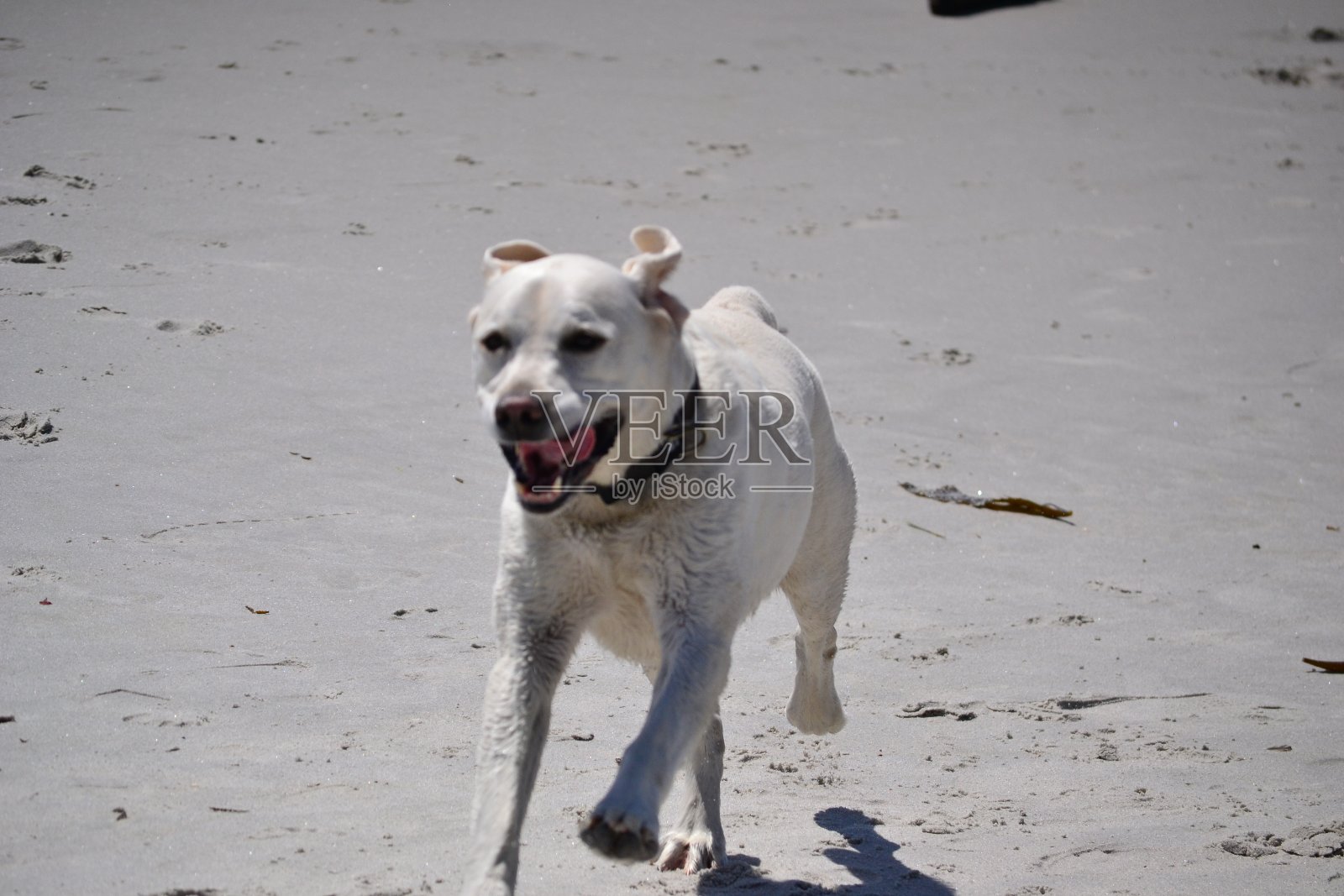 在海滩上奔跑的狗照片摄影图片