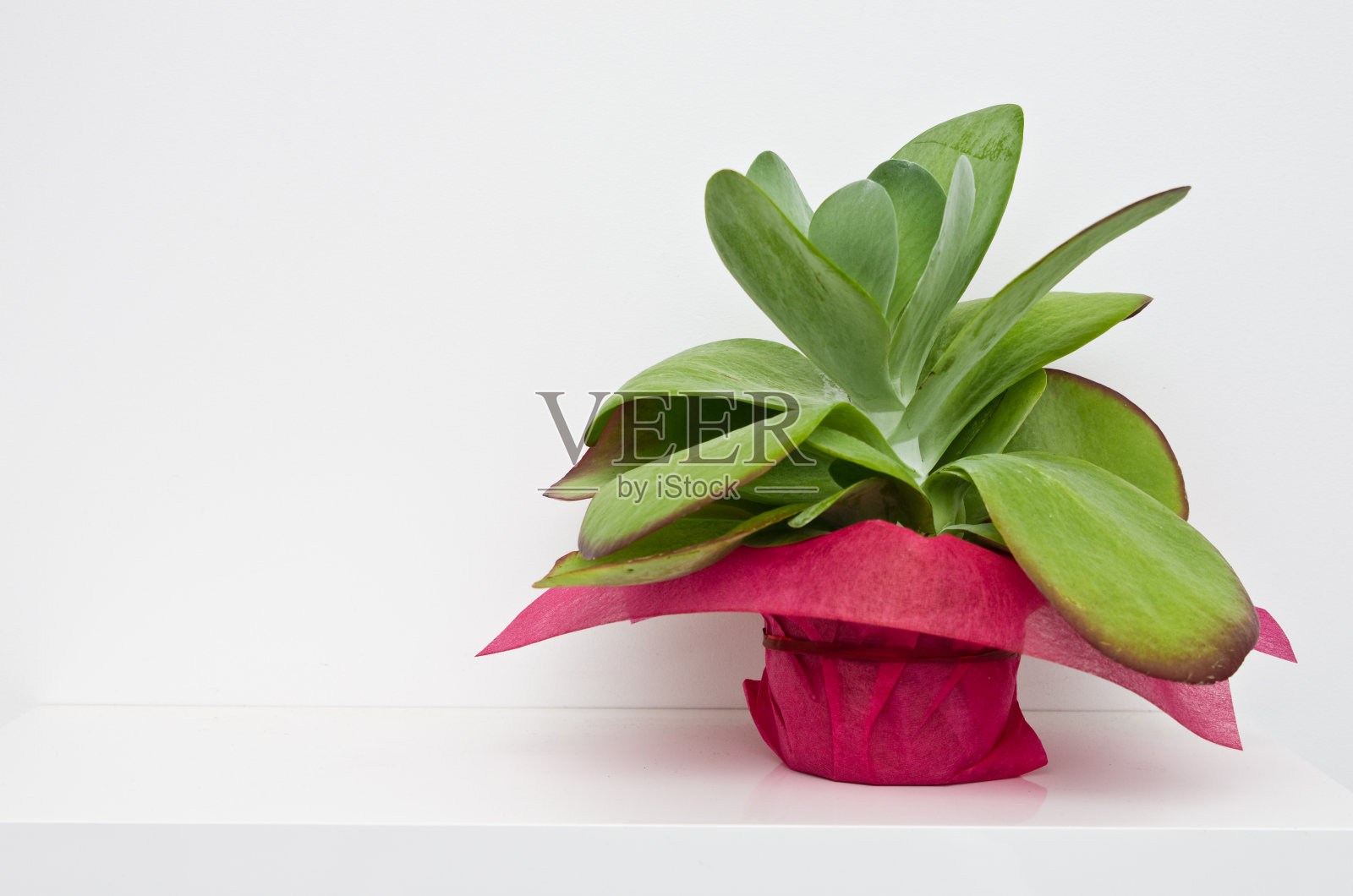 卡兰凤花放在架子上一个装饰好的花盆里照片摄影图片