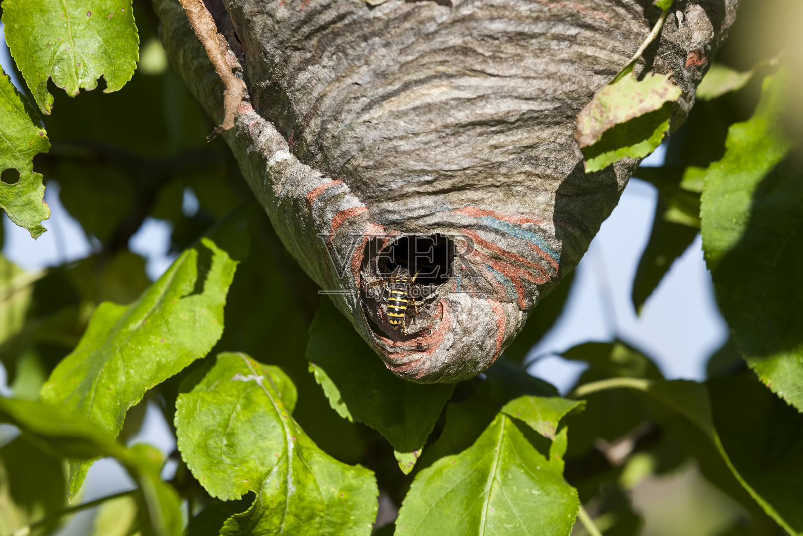 黄蜂组成的蜂房照片摄影图片