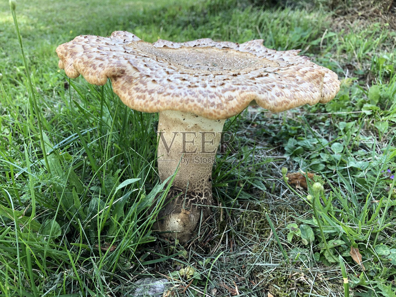 大的野生蘑菇,褐色和黑色照片摄影图片