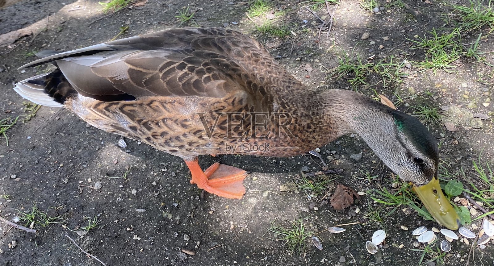 夏日里公园里的鹅照片摄影图片