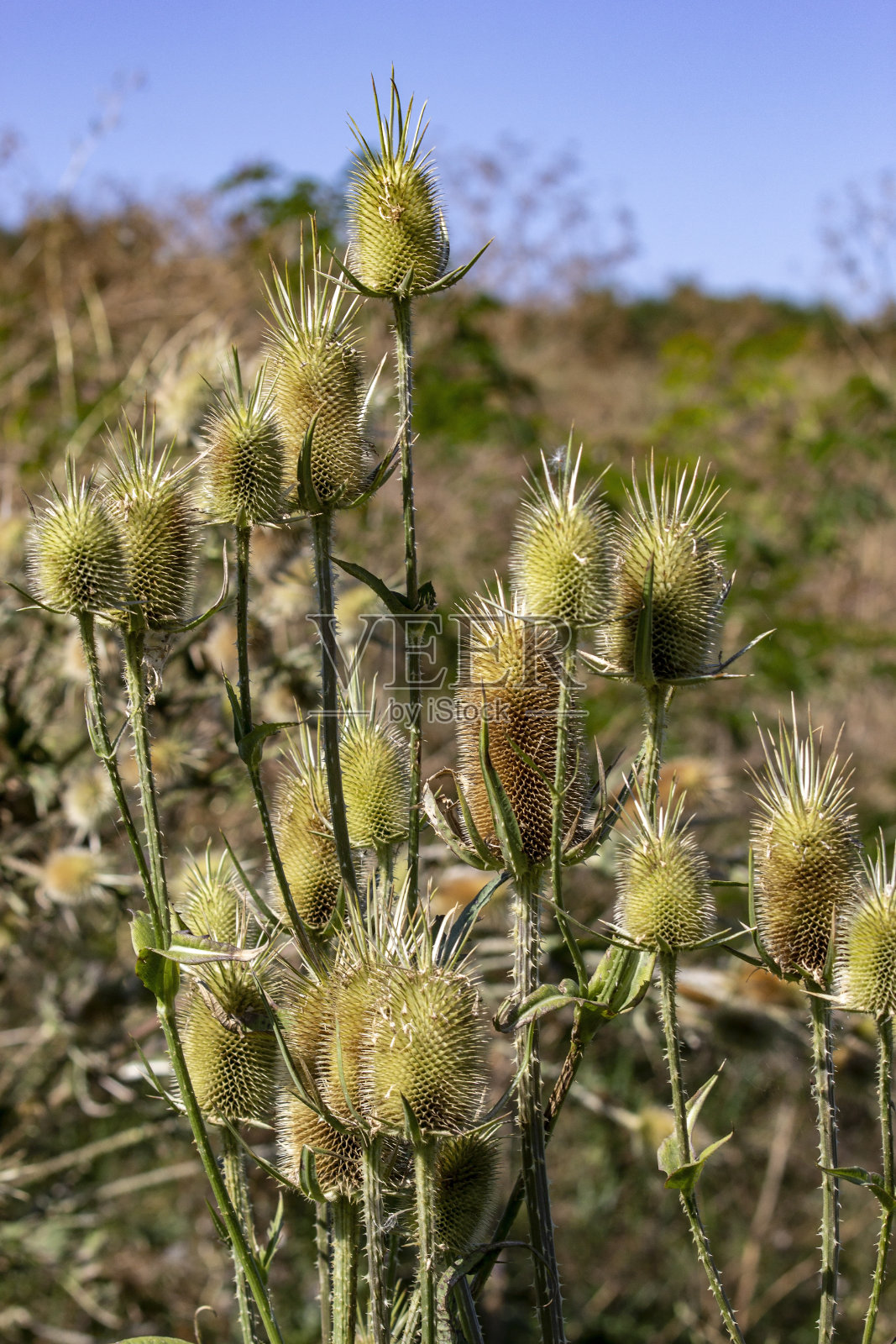 俄罗斯南部开花的草地。大自然。照片摄影图片