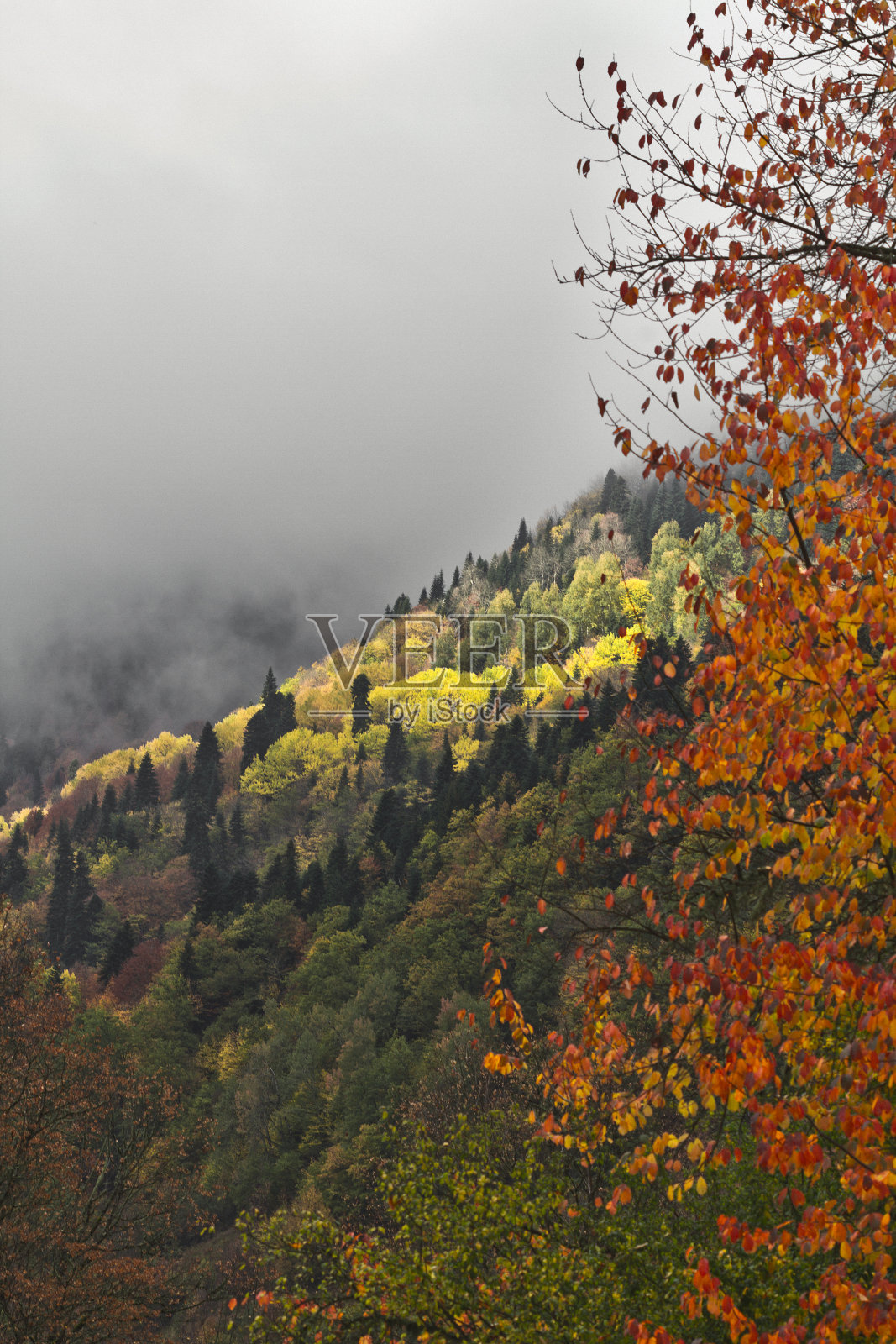 金色的秋天照片摄影图片