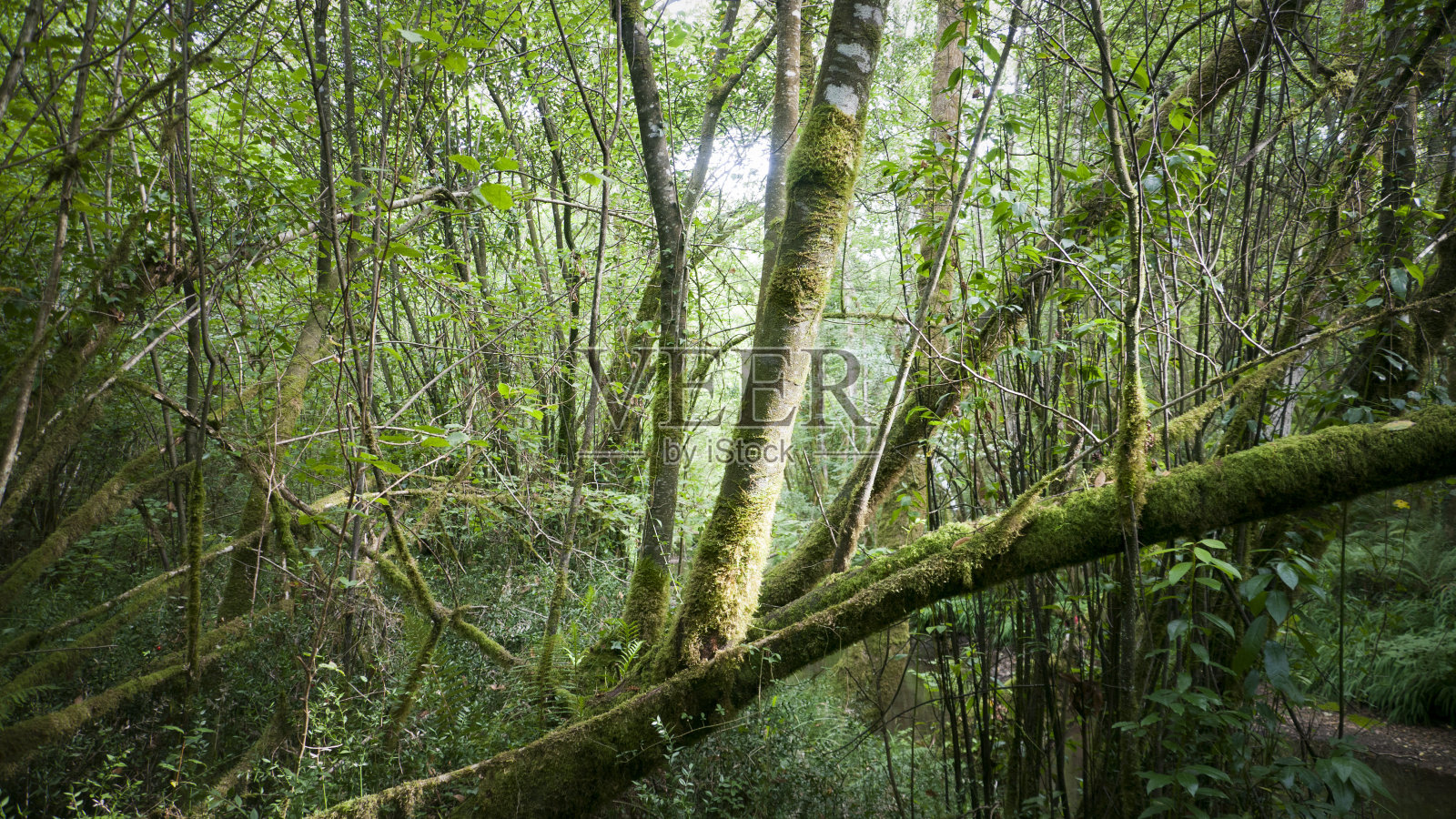森林中的树枝照片摄影图片
