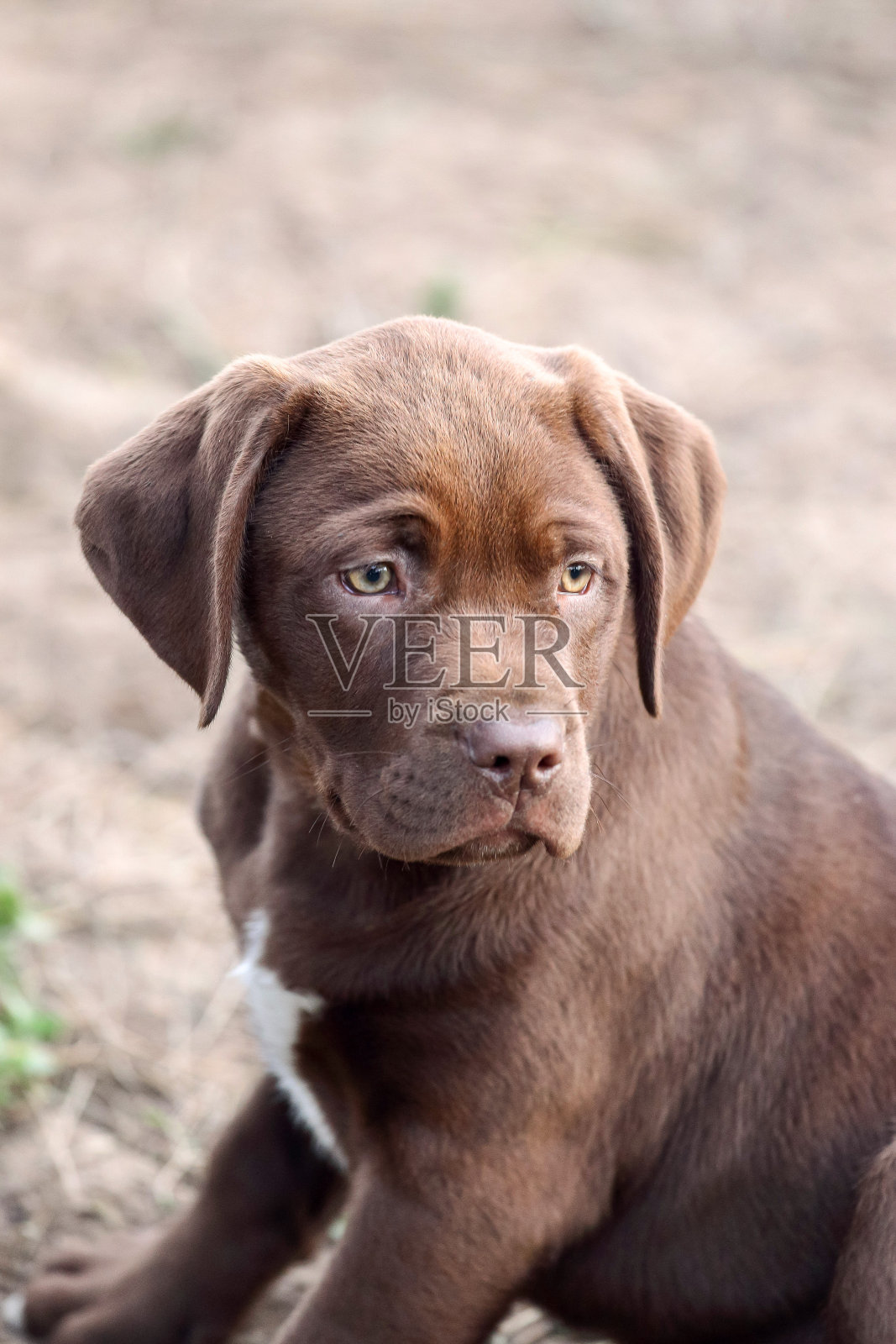巧克力拉布拉多猎犬混种小狗,一脸悲伤照片摄影图片