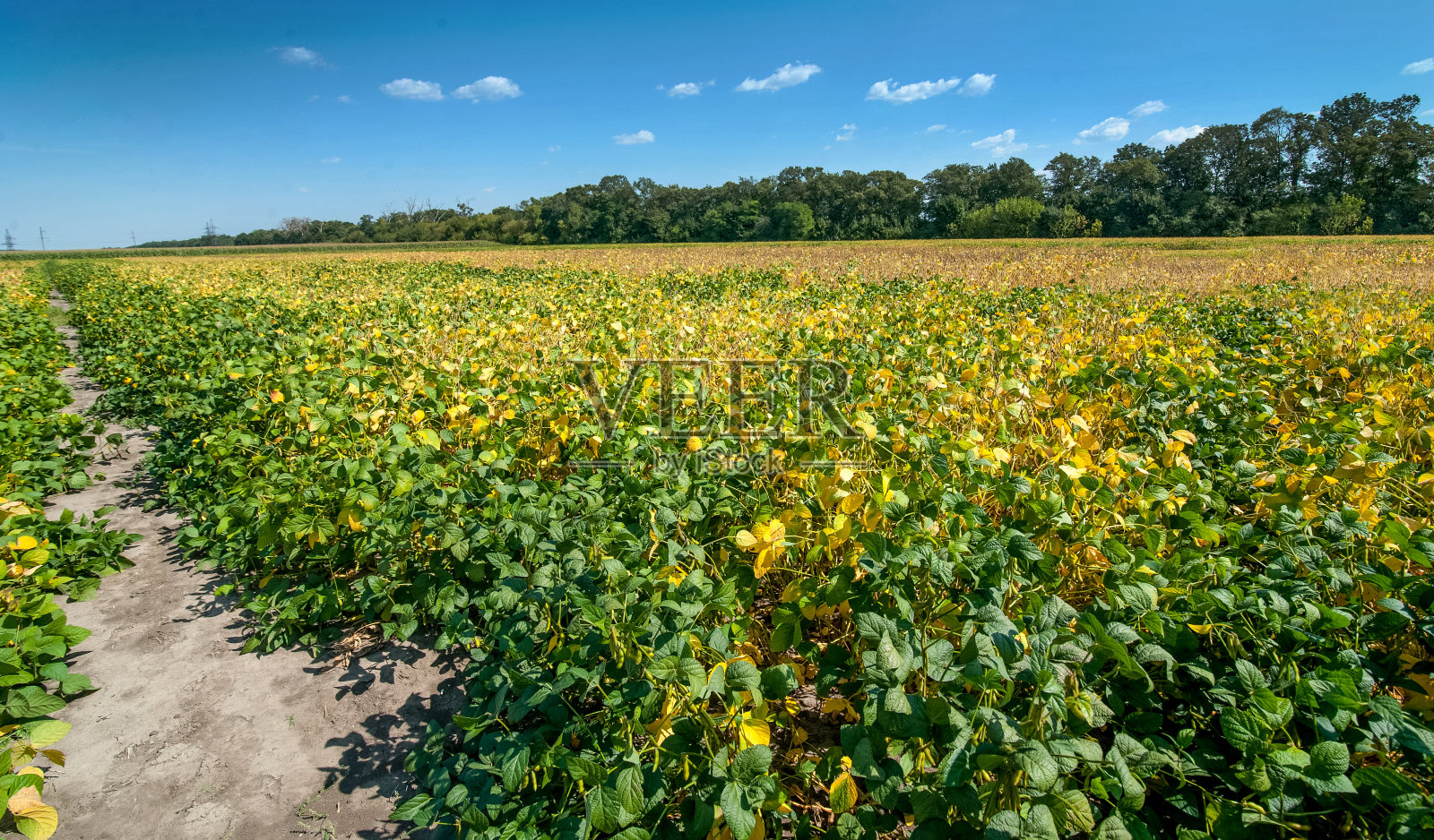 大豆种植与黄叶公路照片摄影图片