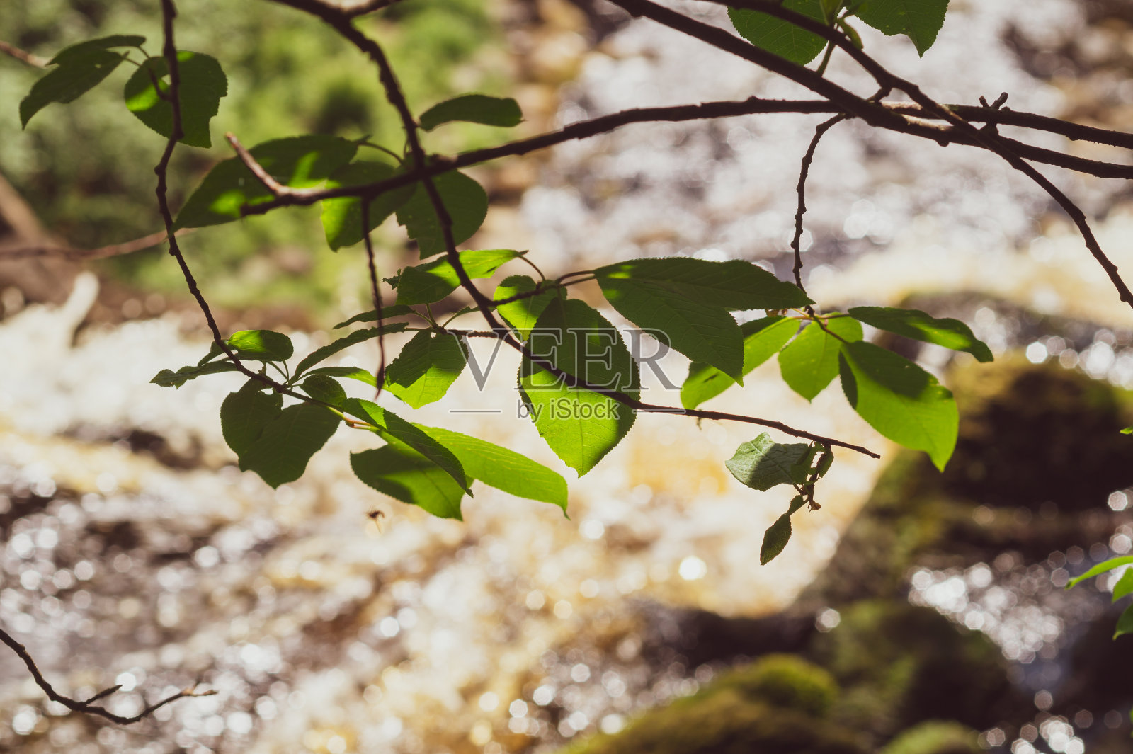 透过森林中的树叶看。河流在树林后面流过。树枝上的绿叶照片摄影图片